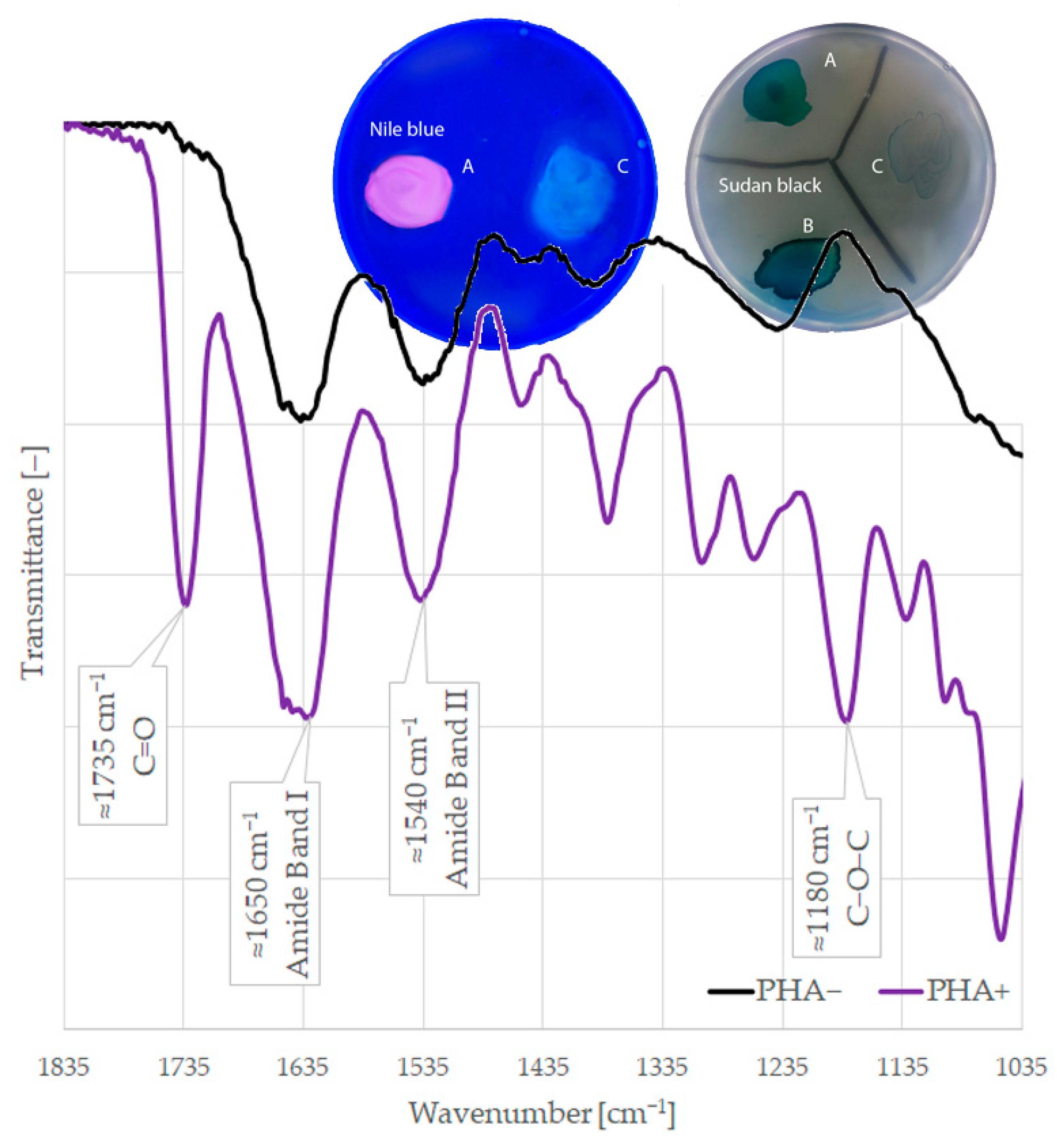 Ijms 24 01250 g002 Ijms 24 01250 g002