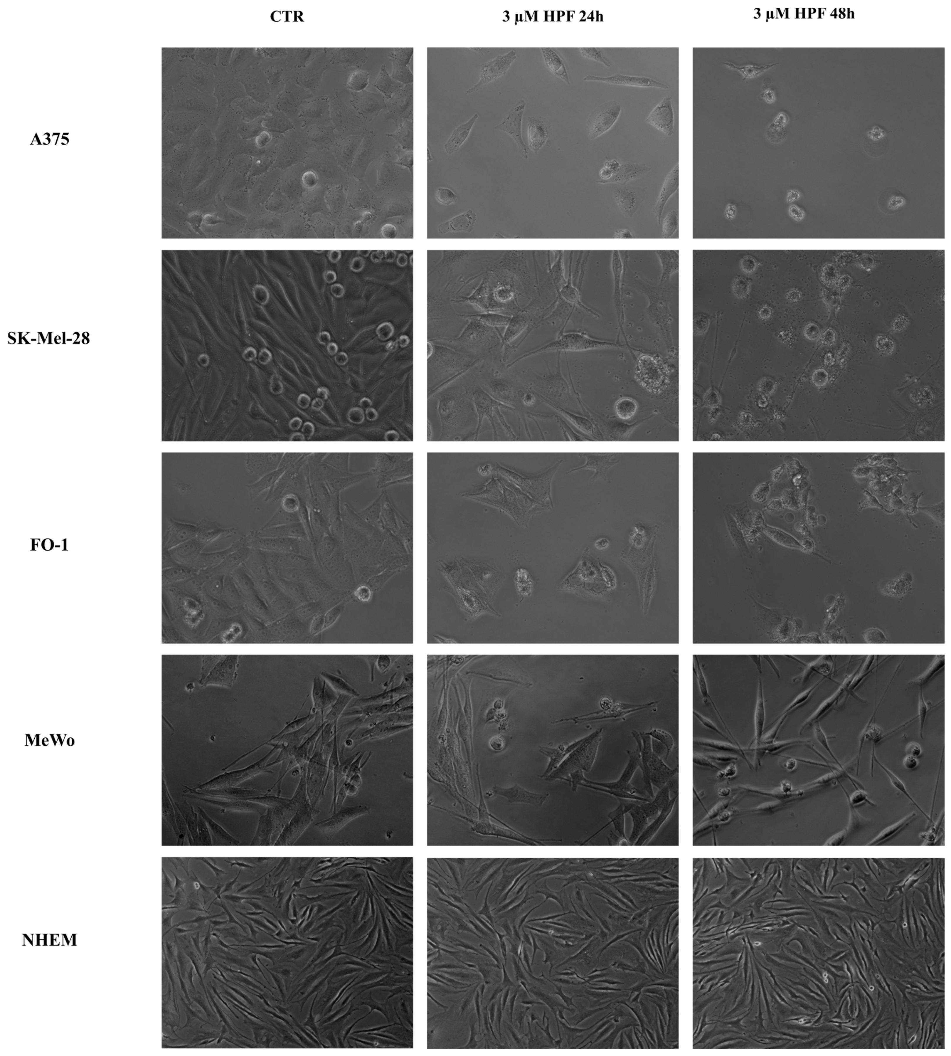 Ijms 24 01263 g002 Ijms 24 01263 g002