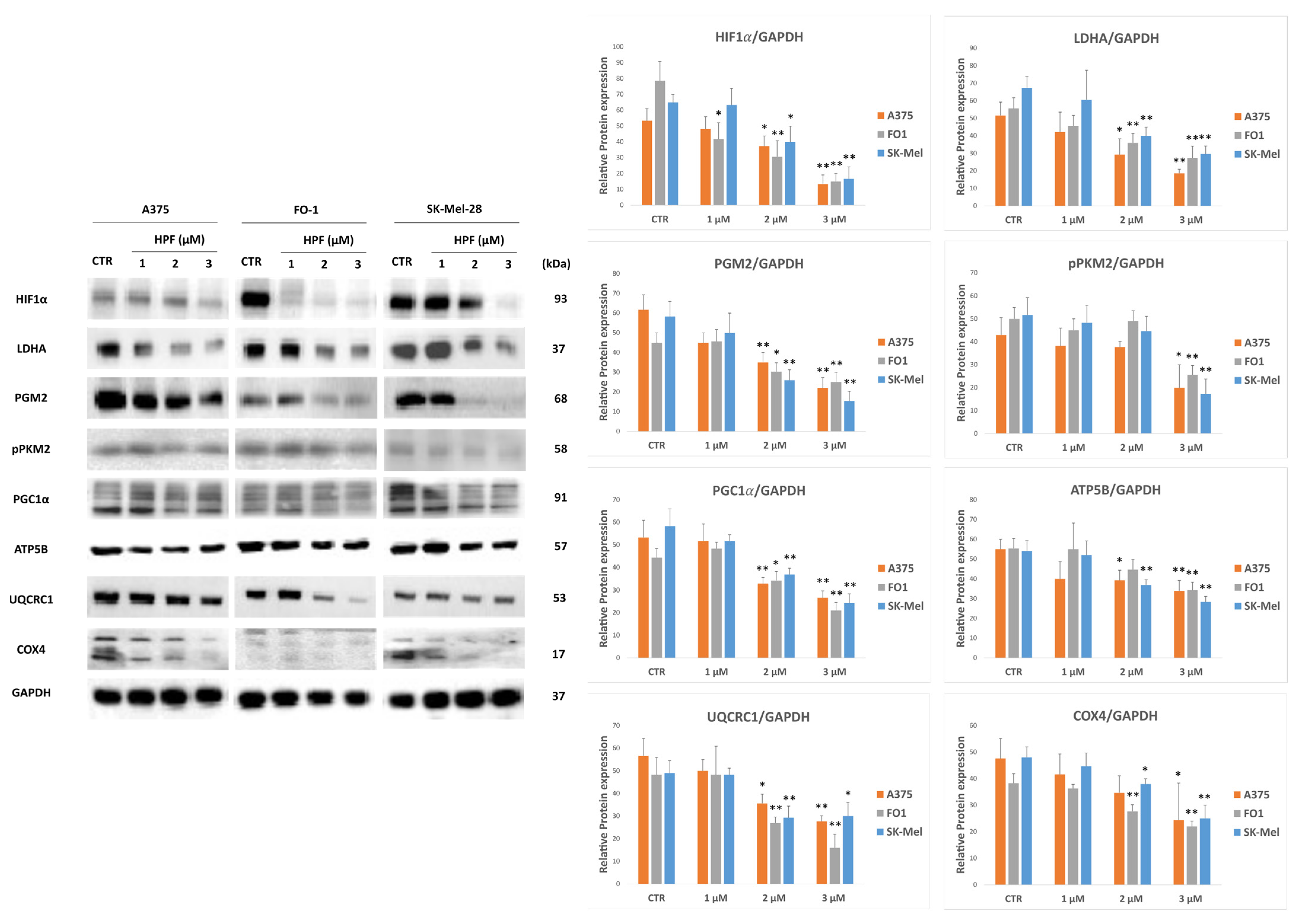 Ijms 24 01263 g007 Ijms 24 01263 g007