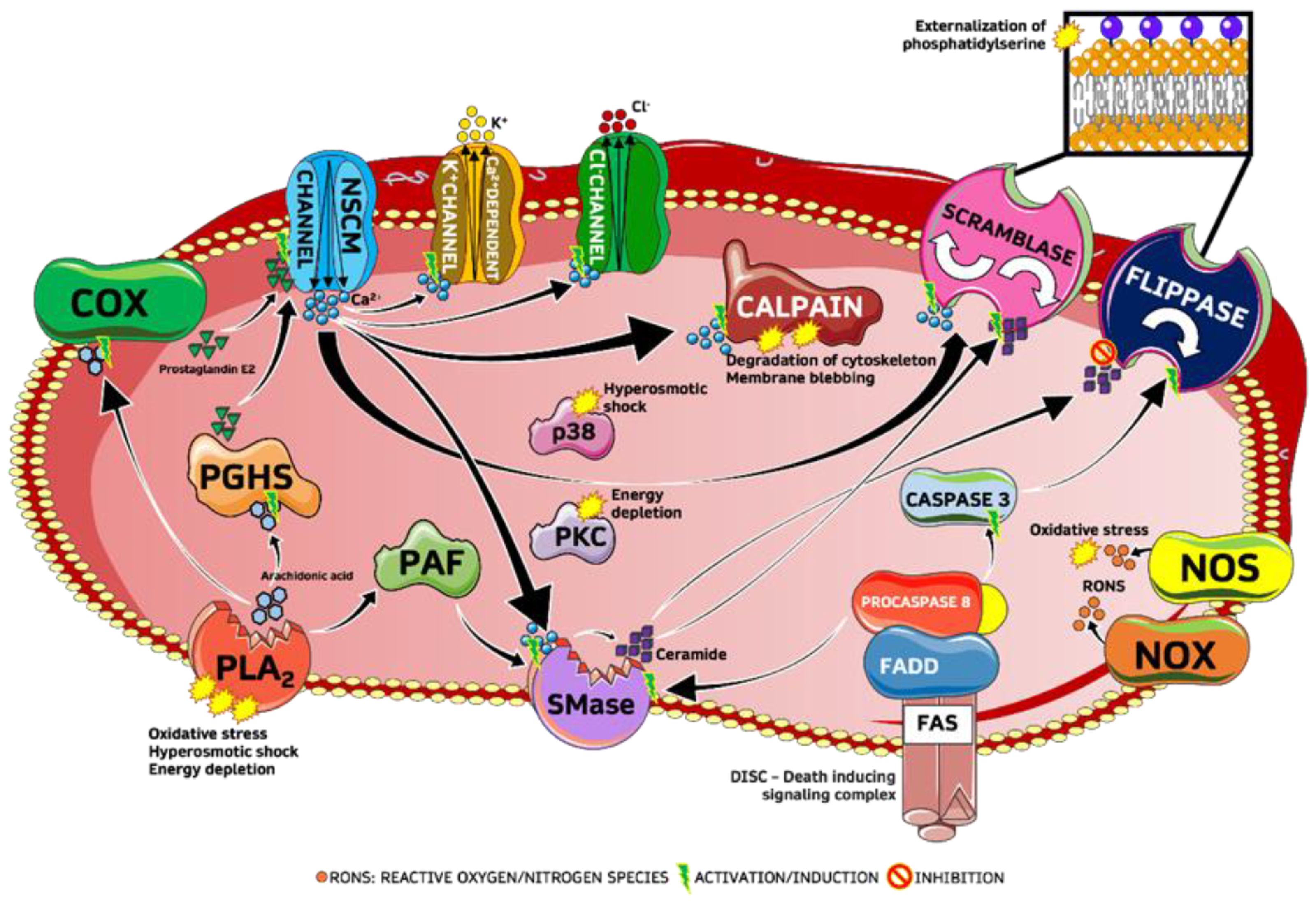 Ijms 24 01264 g001 Ijms 24 01264 g001
