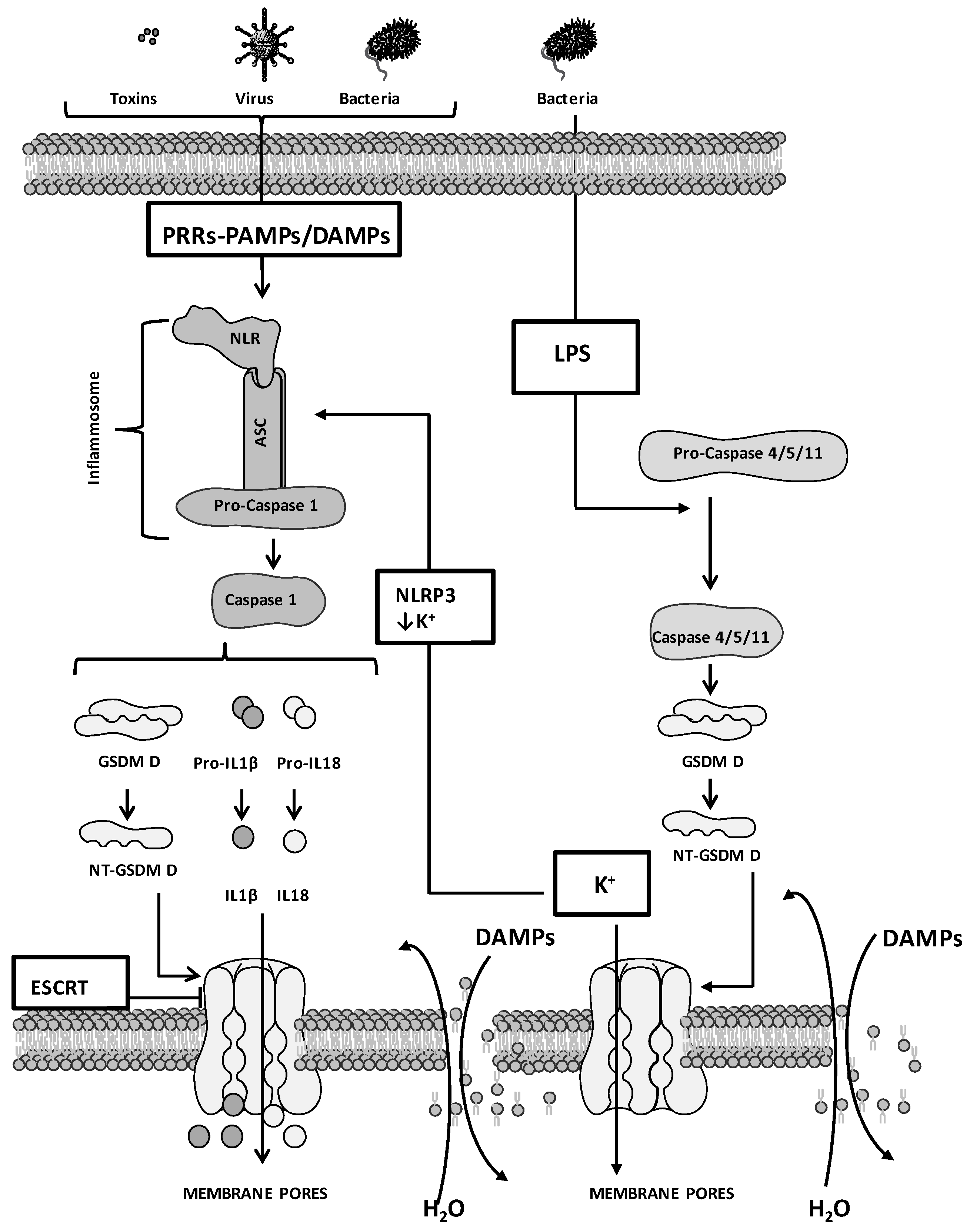 Ijms 24 01285 g001 Ijms 24 01285 g001