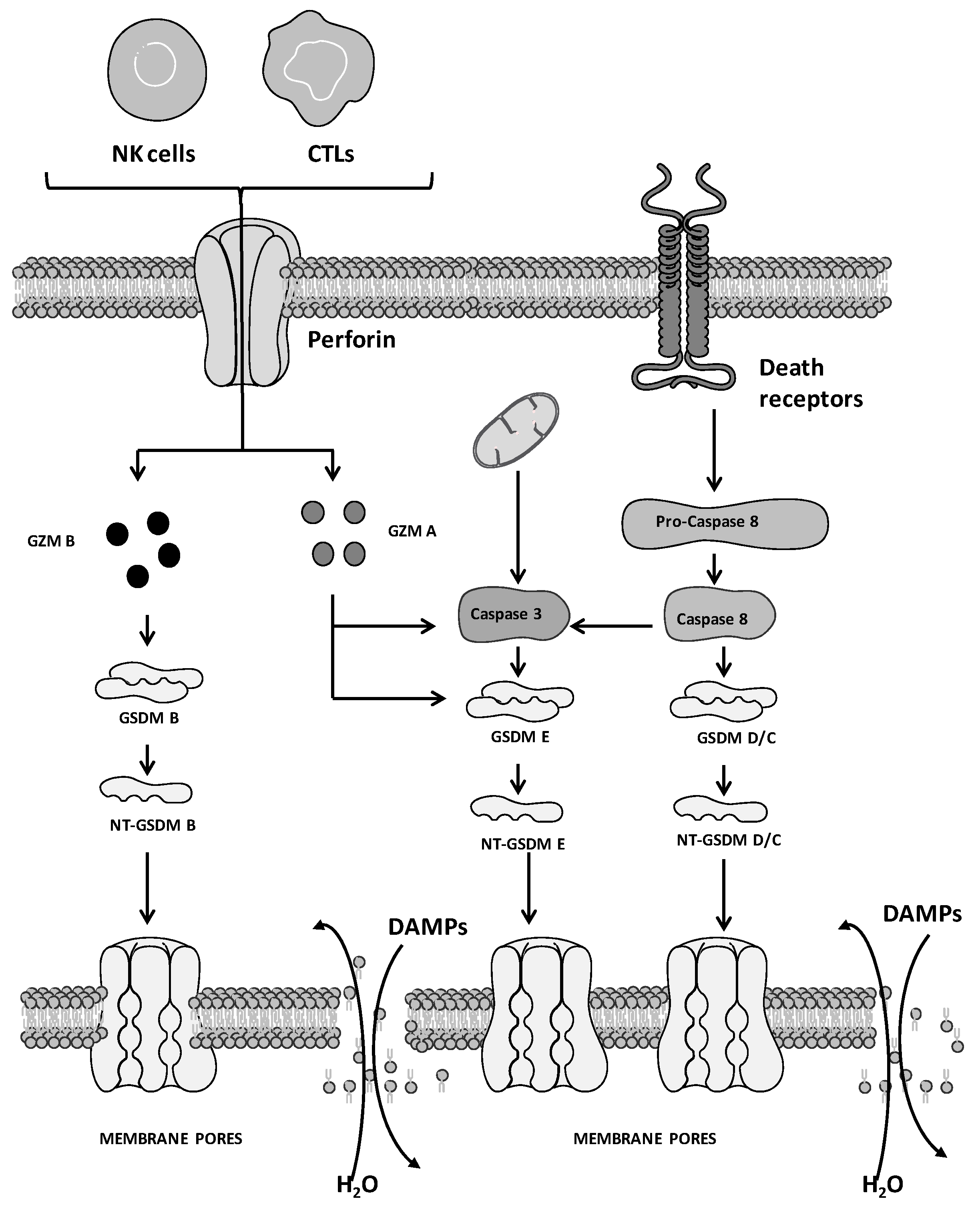 Ijms 24 01285 g002 Ijms 24 01285 g002