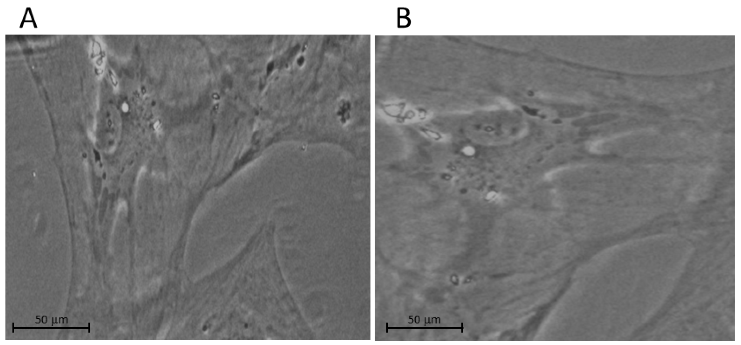 Ijms 24 01287 g001 Ijms 24 01287 g001