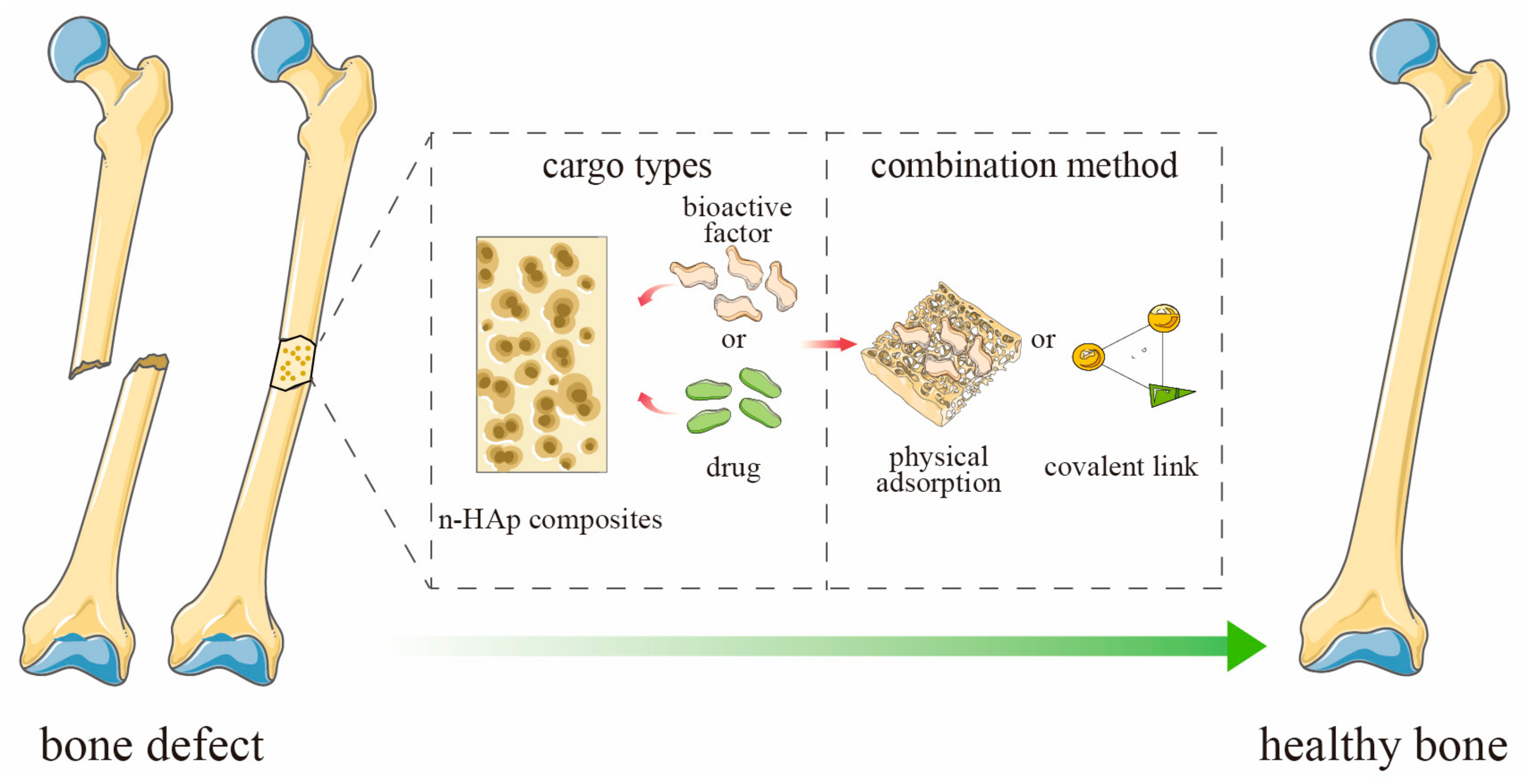 PDF) Development of hydroxiapatite porous bioceramics for use as