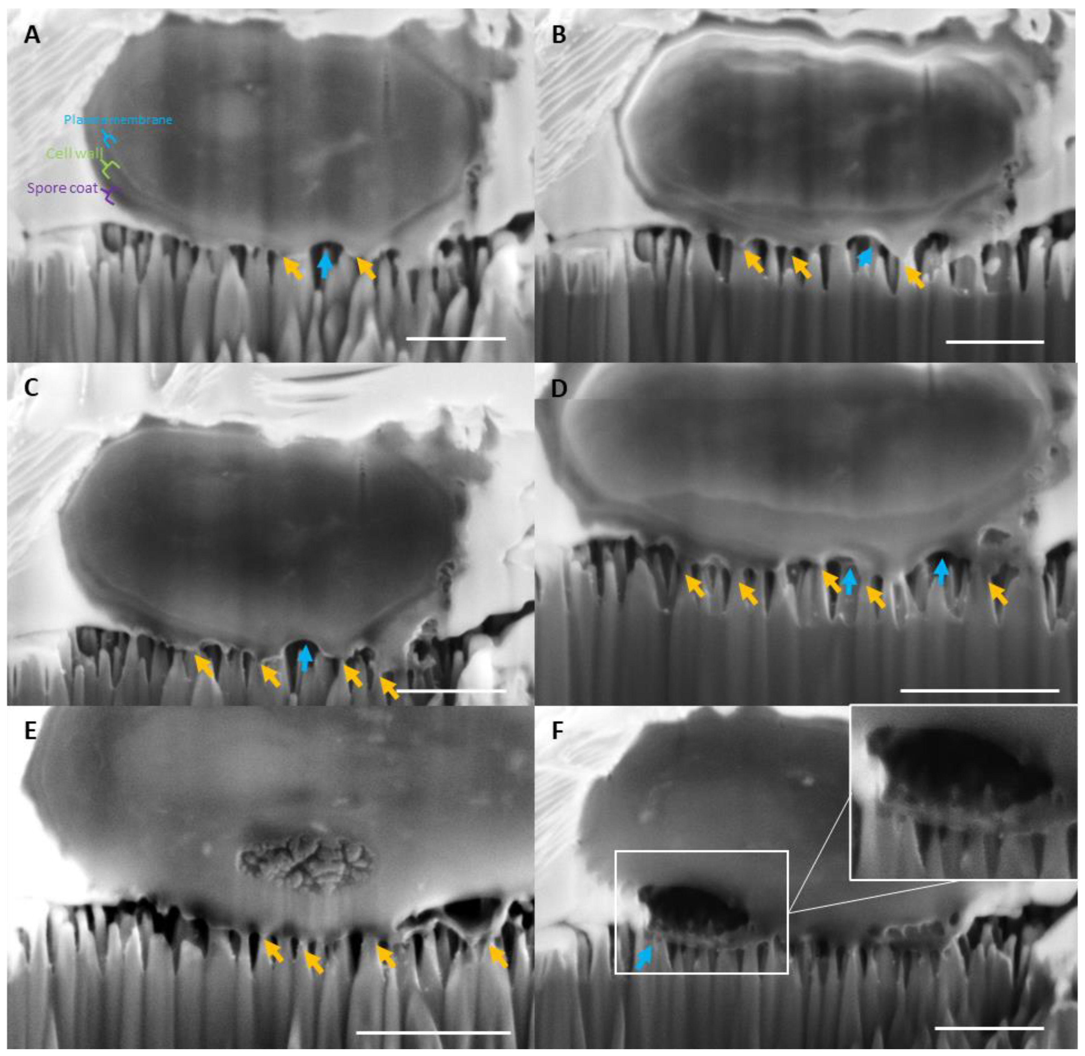 Ijms 24 01298 g003 Ijms 24 01298 g003