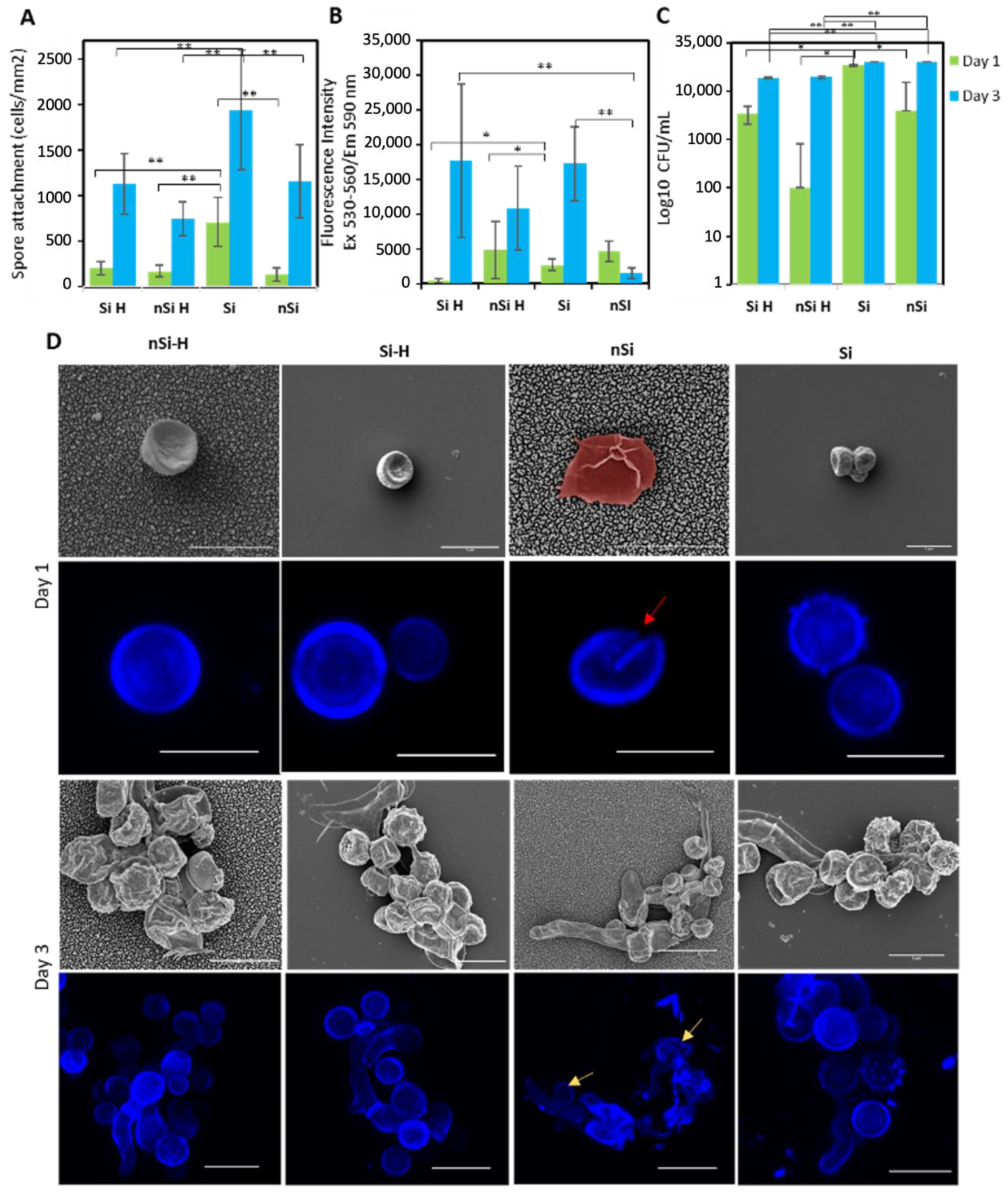 Ijms 24 01298 g004 Ijms 24 01298 g004