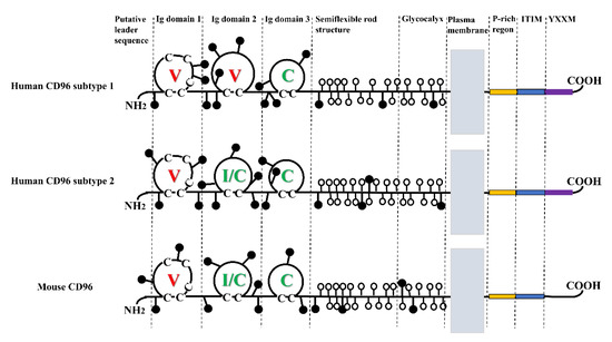 CD96 as a Potential Immune Regulator in Cancers