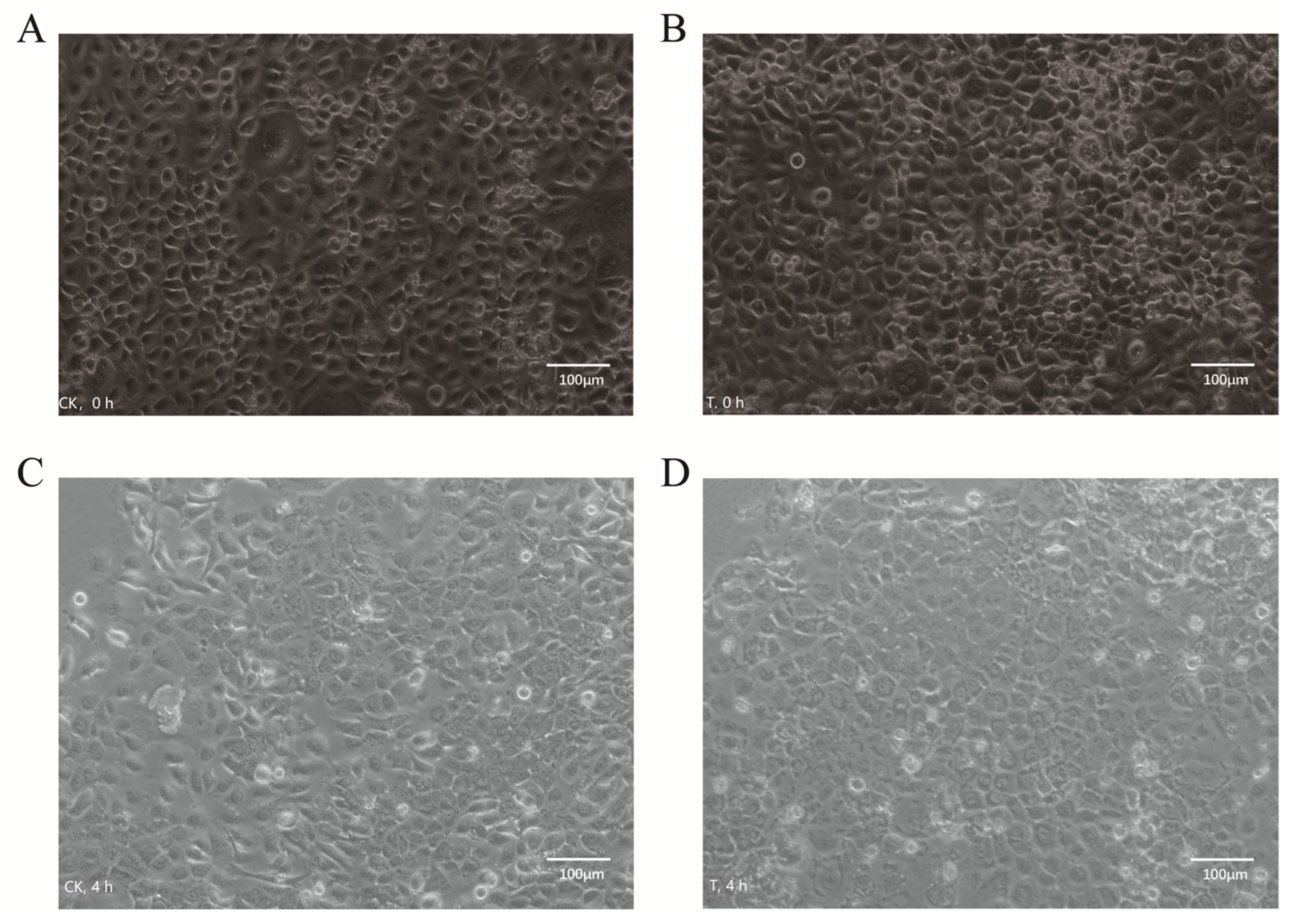 Ijms 24 01312 g002 Ijms 24 01312 g002