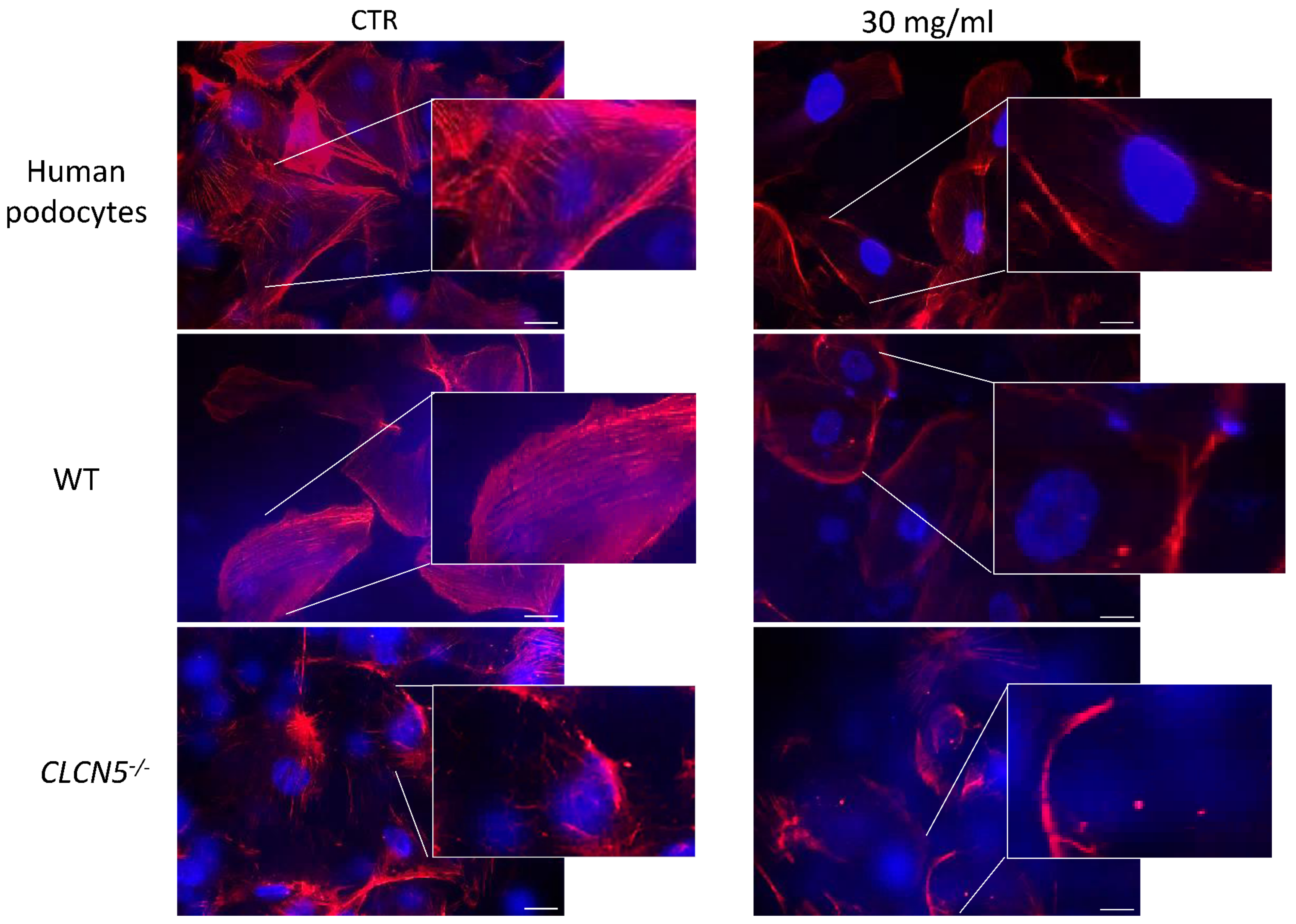 Ijms 24 01313 g012 Ijms 24 01313 g012