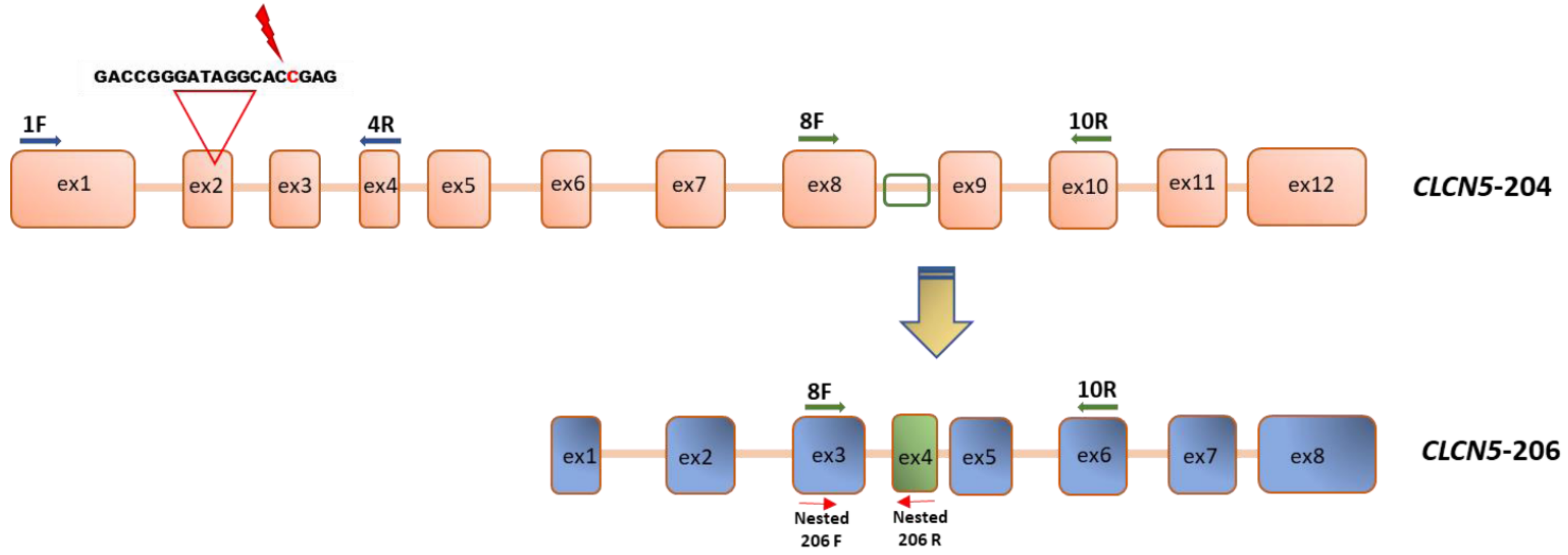 Ijms 24 01313 g013 Ijms 24 01313 g013