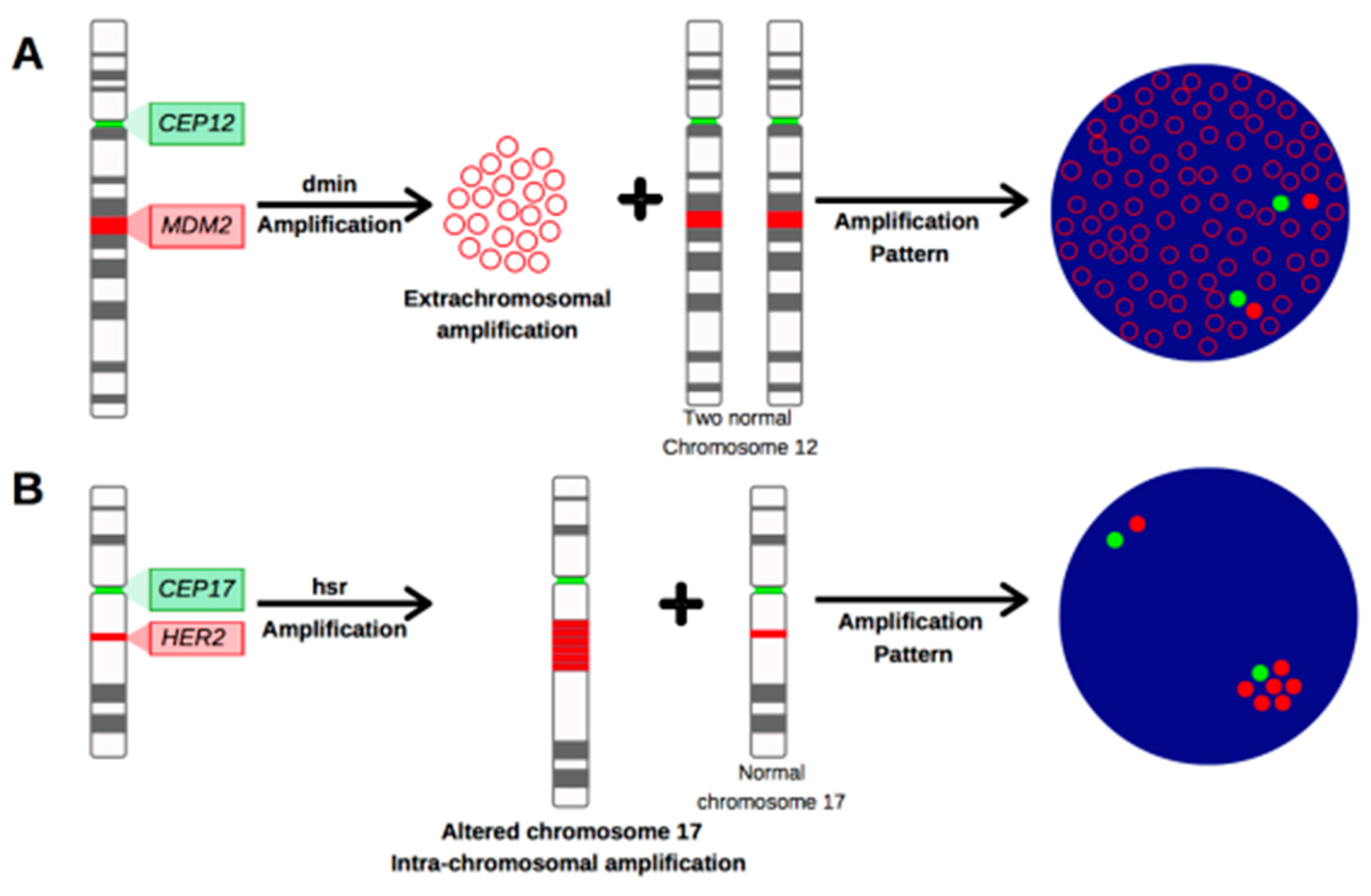 IJMS Free FullText FISH Diagnostic Assessment of MDM2