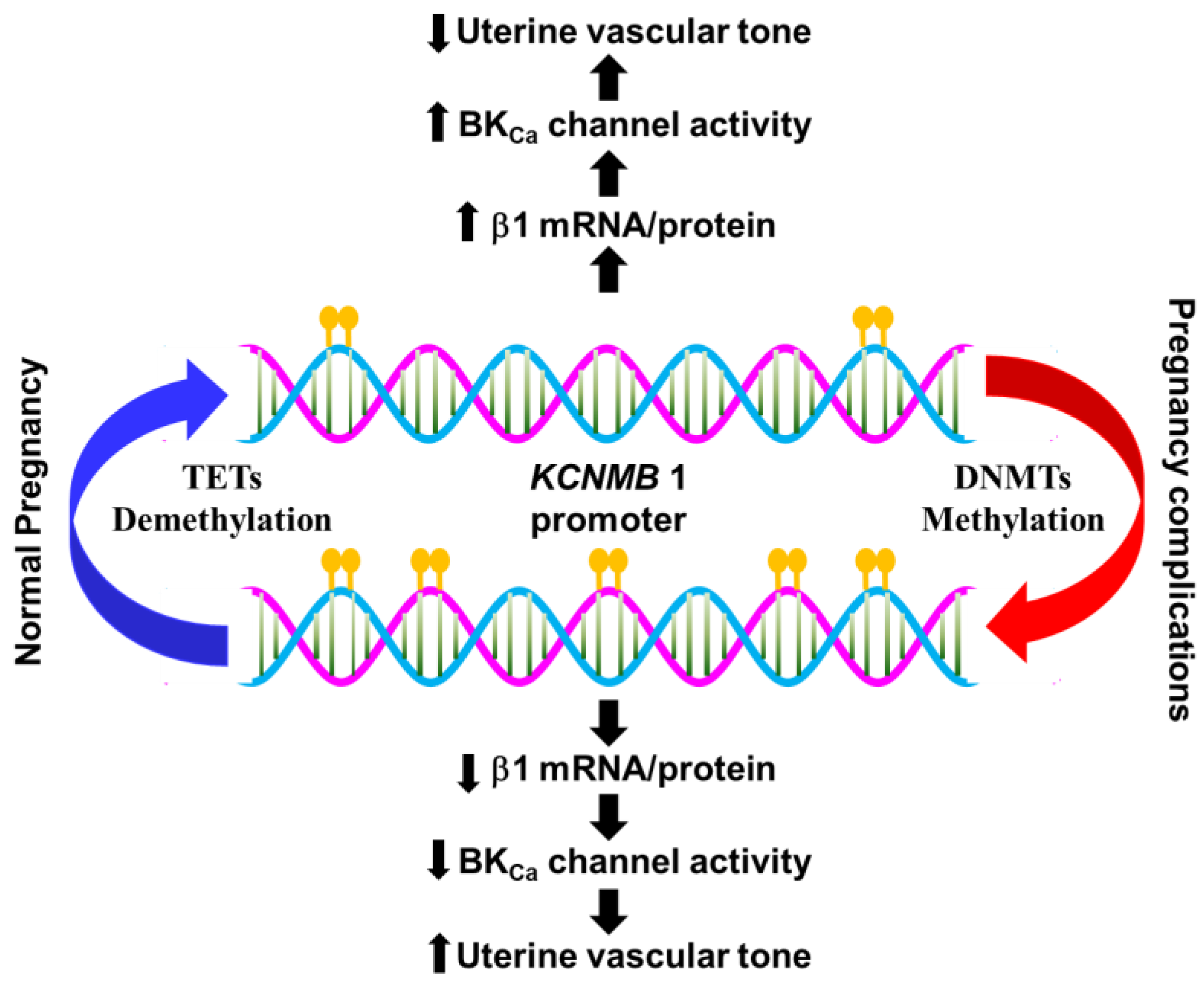 Ijms 24 01349 g003 Ijms 24 01349 g003