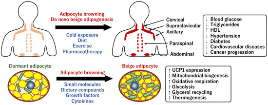 Mitochondrial Energy Metabolism in the Regulation of Thermogenic Brown ...