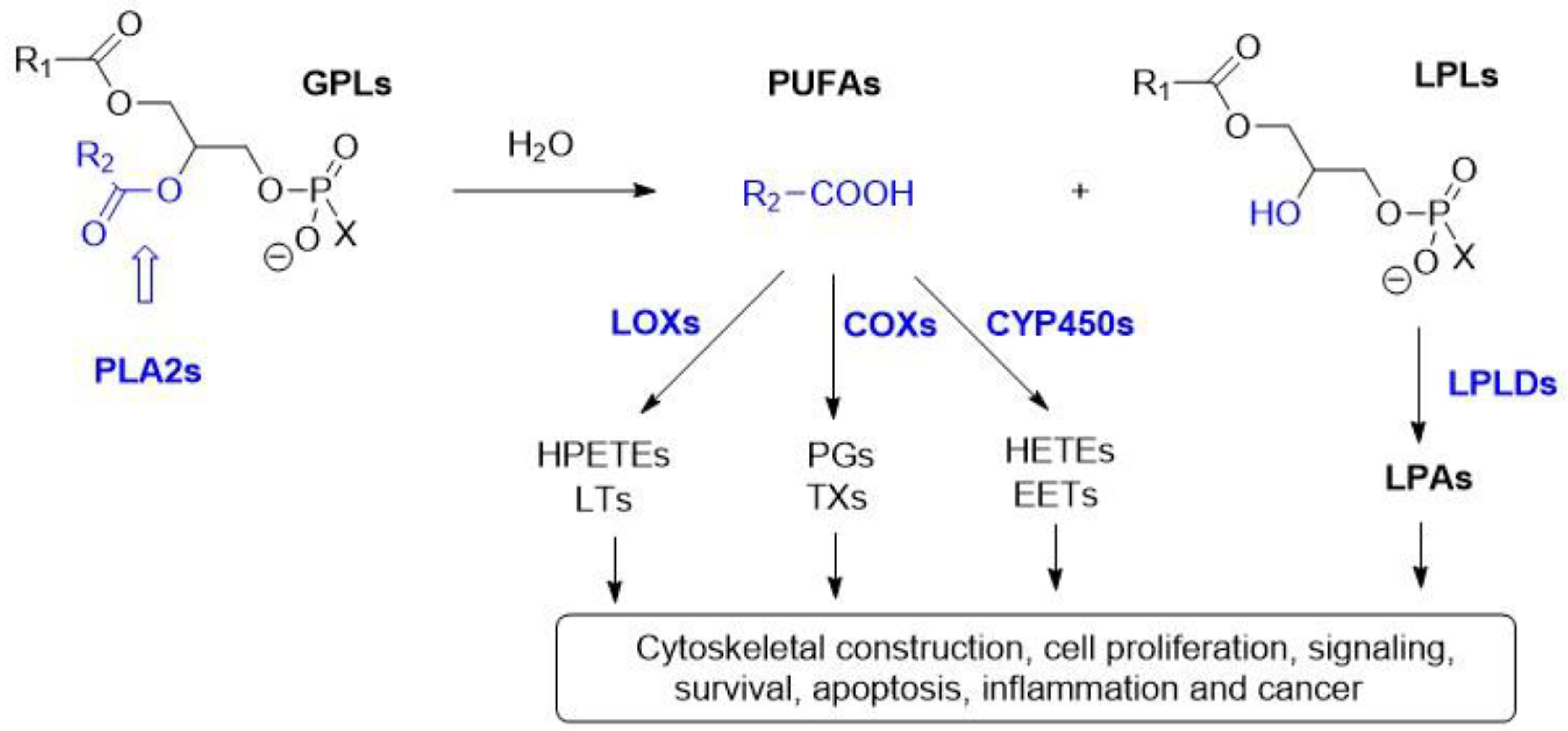 Ijms 24 01353 g001 Ijms 24 01353 g001