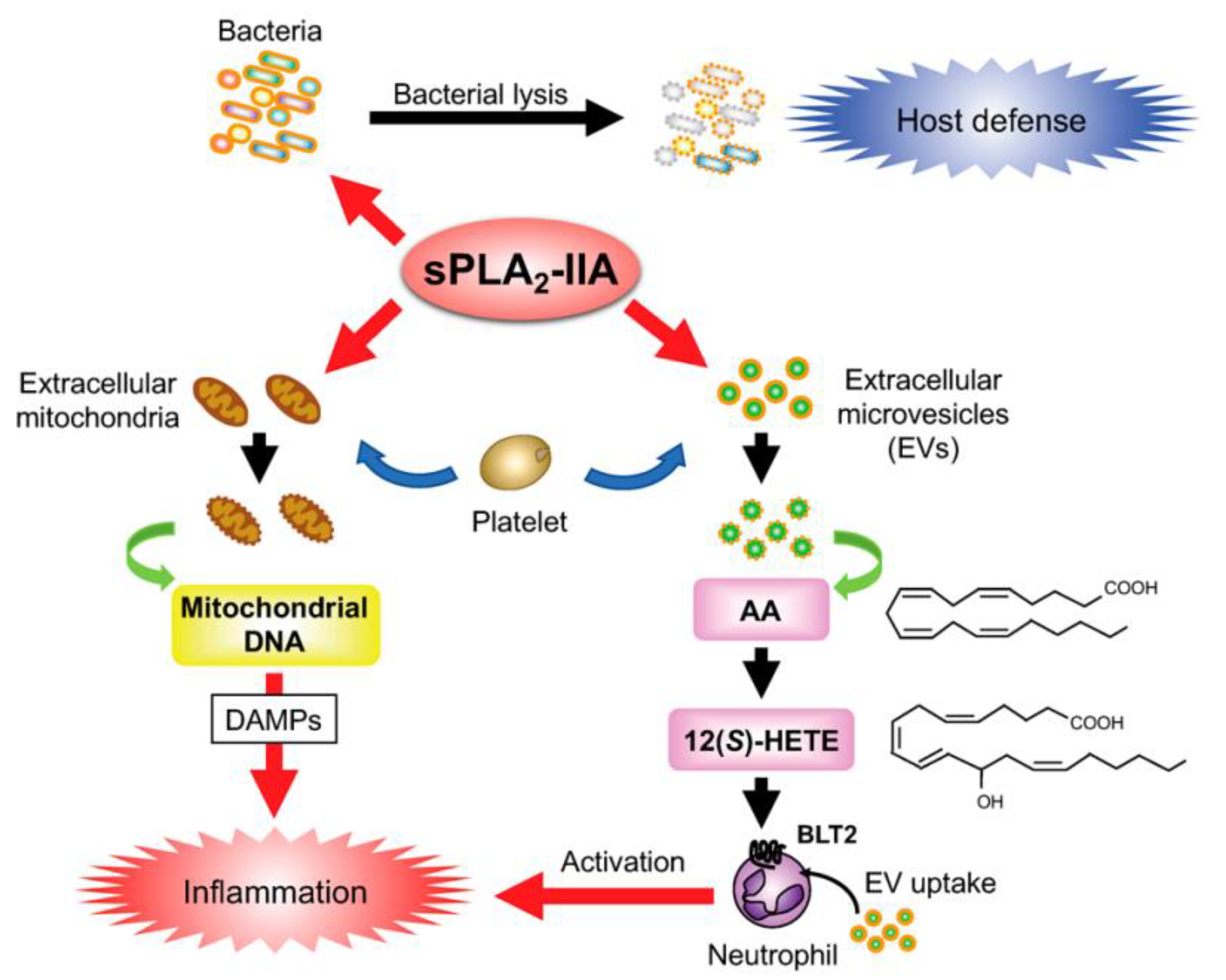 Ijms 24 01353 g017 Ijms 24 01353 g017