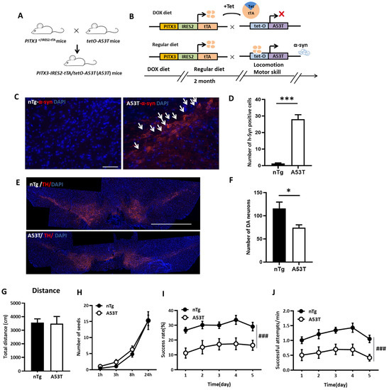 α-Synuclein Aggregates in the Nigro-Striatal Dopaminergic