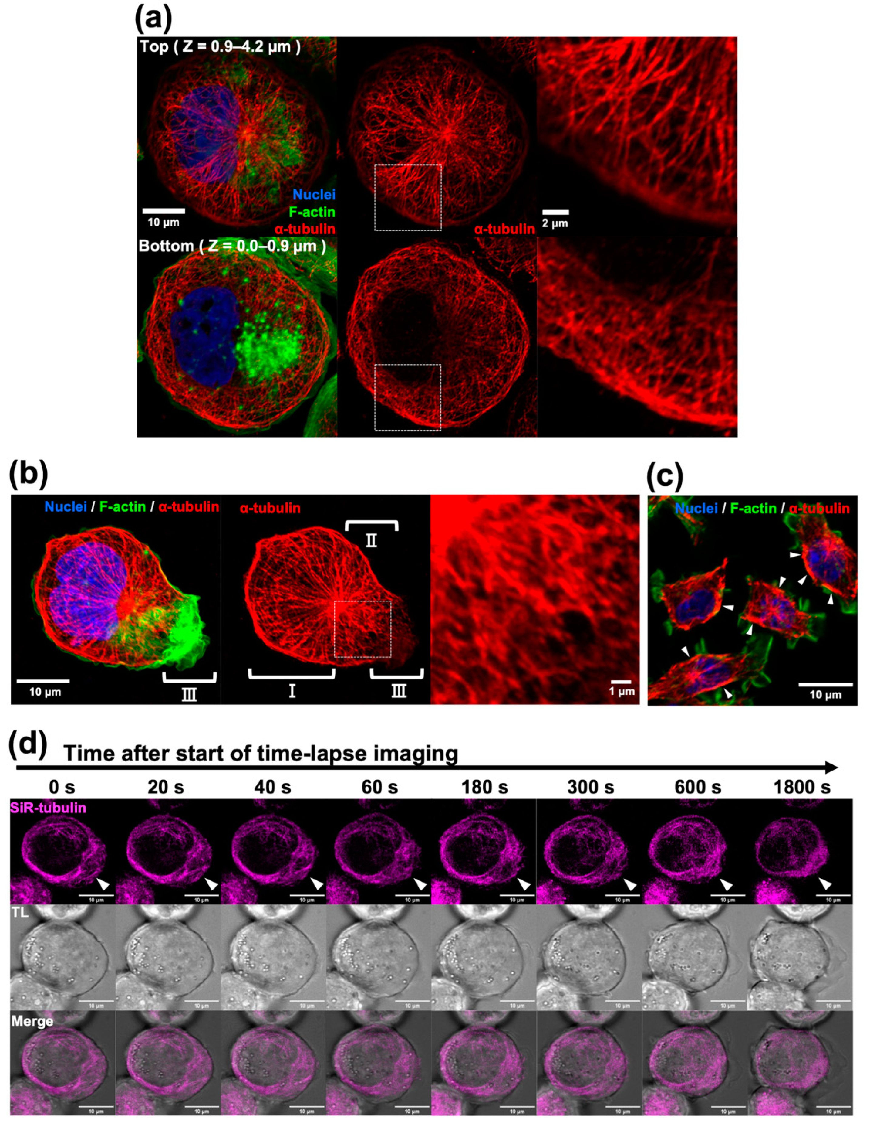 Ijms 24 01373 g001 Ijms 24 01373 g001