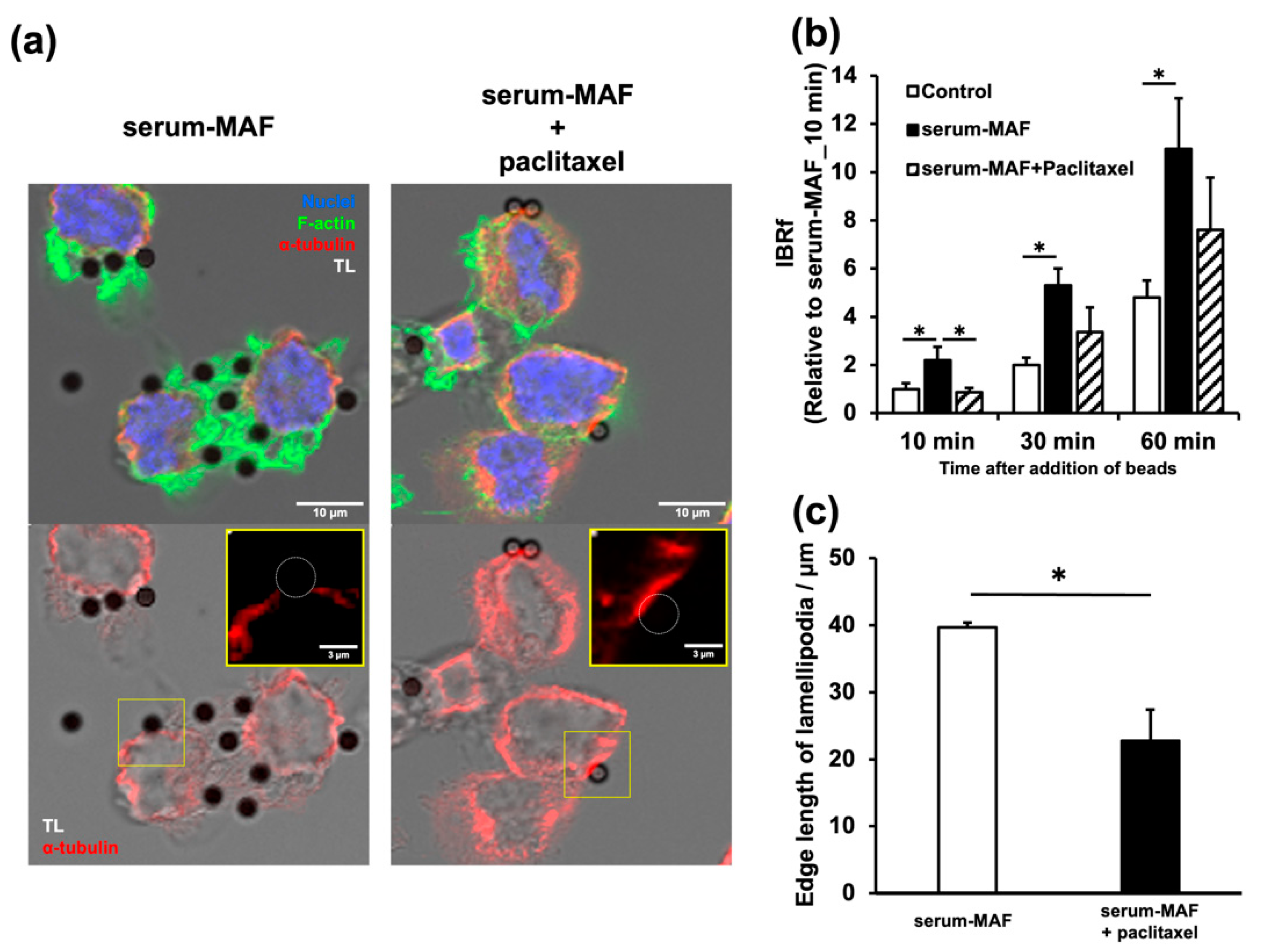 Ijms 24 01373 g004 Ijms 24 01373 g004