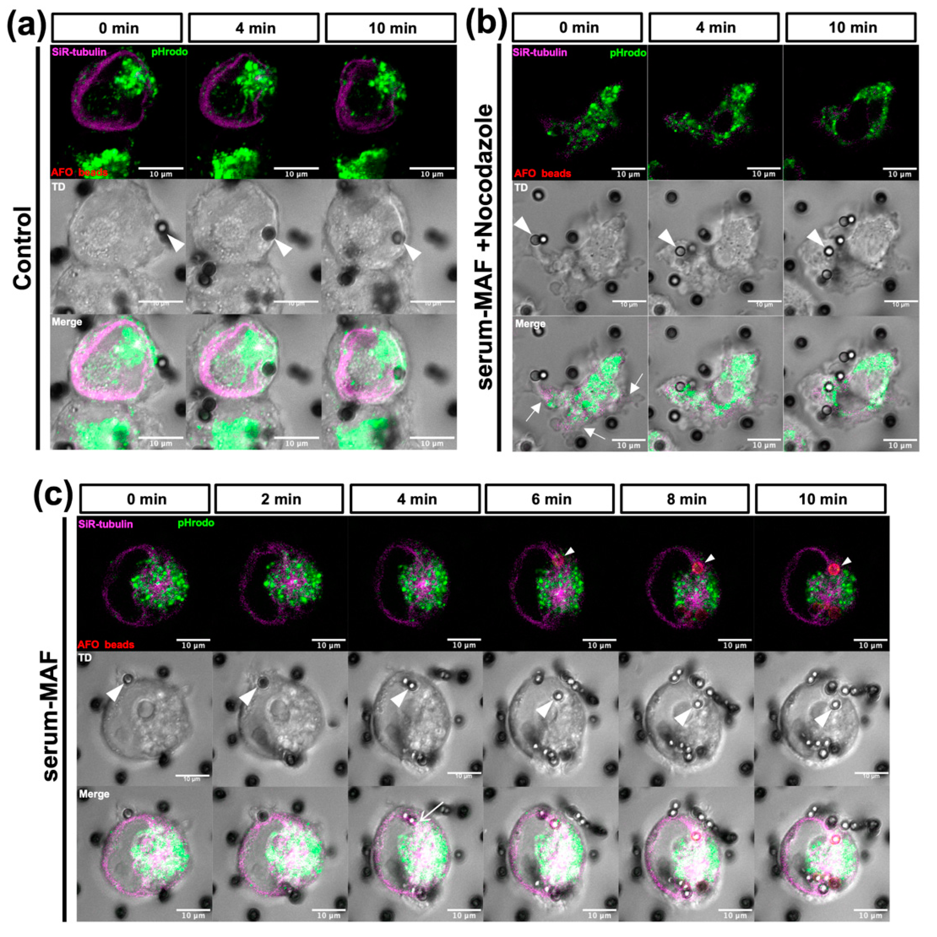 Ijms 24 01373 g006 Ijms 24 01373 g006