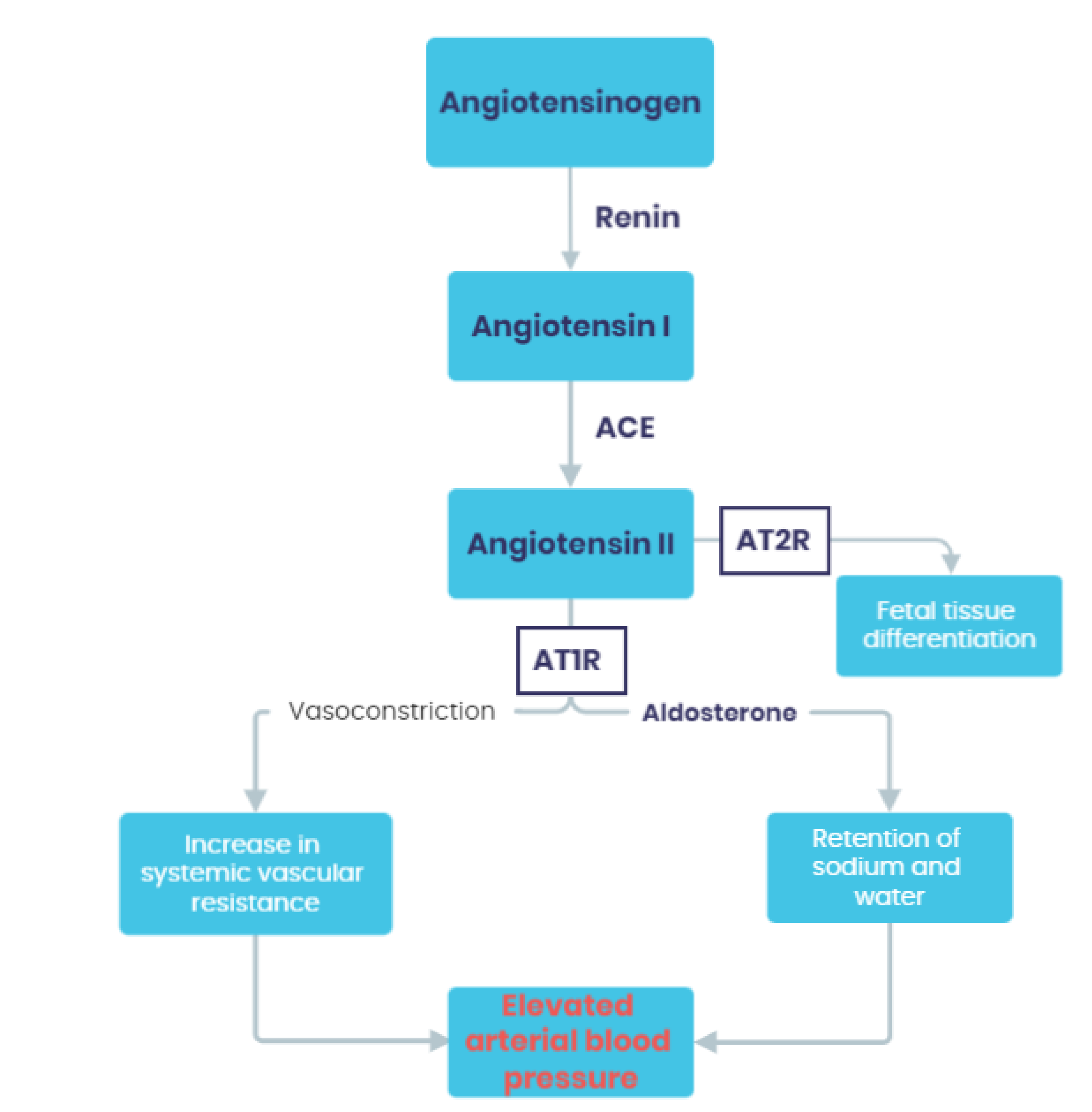 IJMS Free Full Text Does The Composition Of Gut Microbiota Affect ijms-free-full-text-does-the-composition-of-gut-microbiota-affect