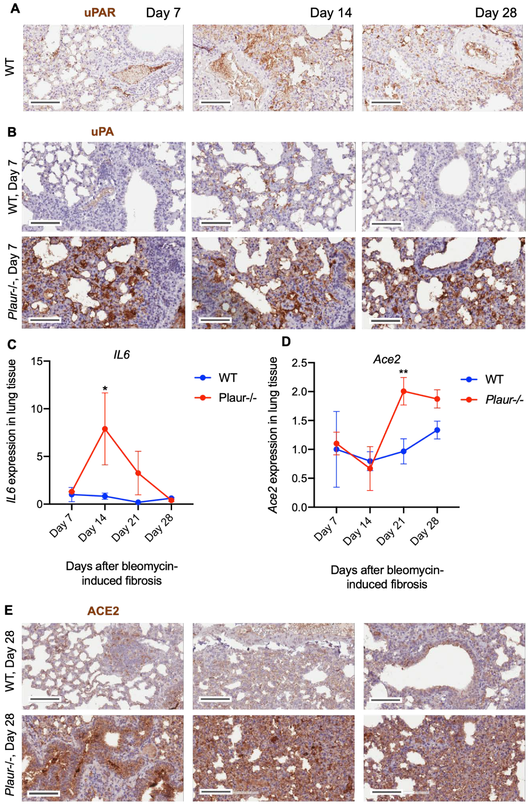Ijms 24 01382 g006 Ijms 24 01382 g006