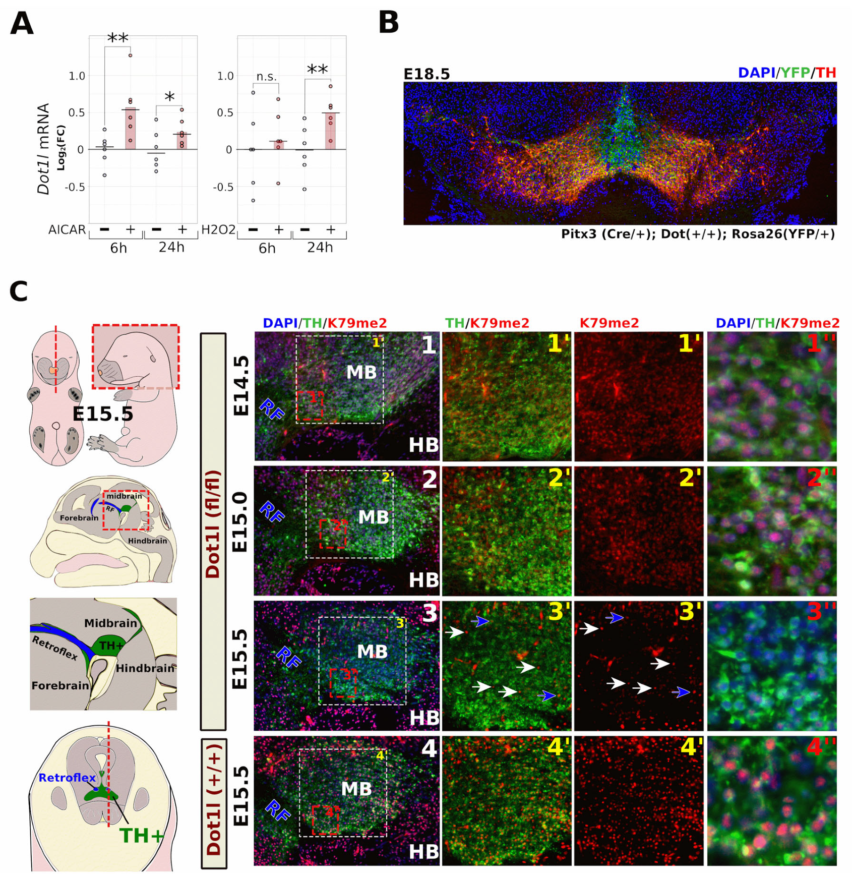 Ijms 24 01387 g002 Ijms 24 01387 g002