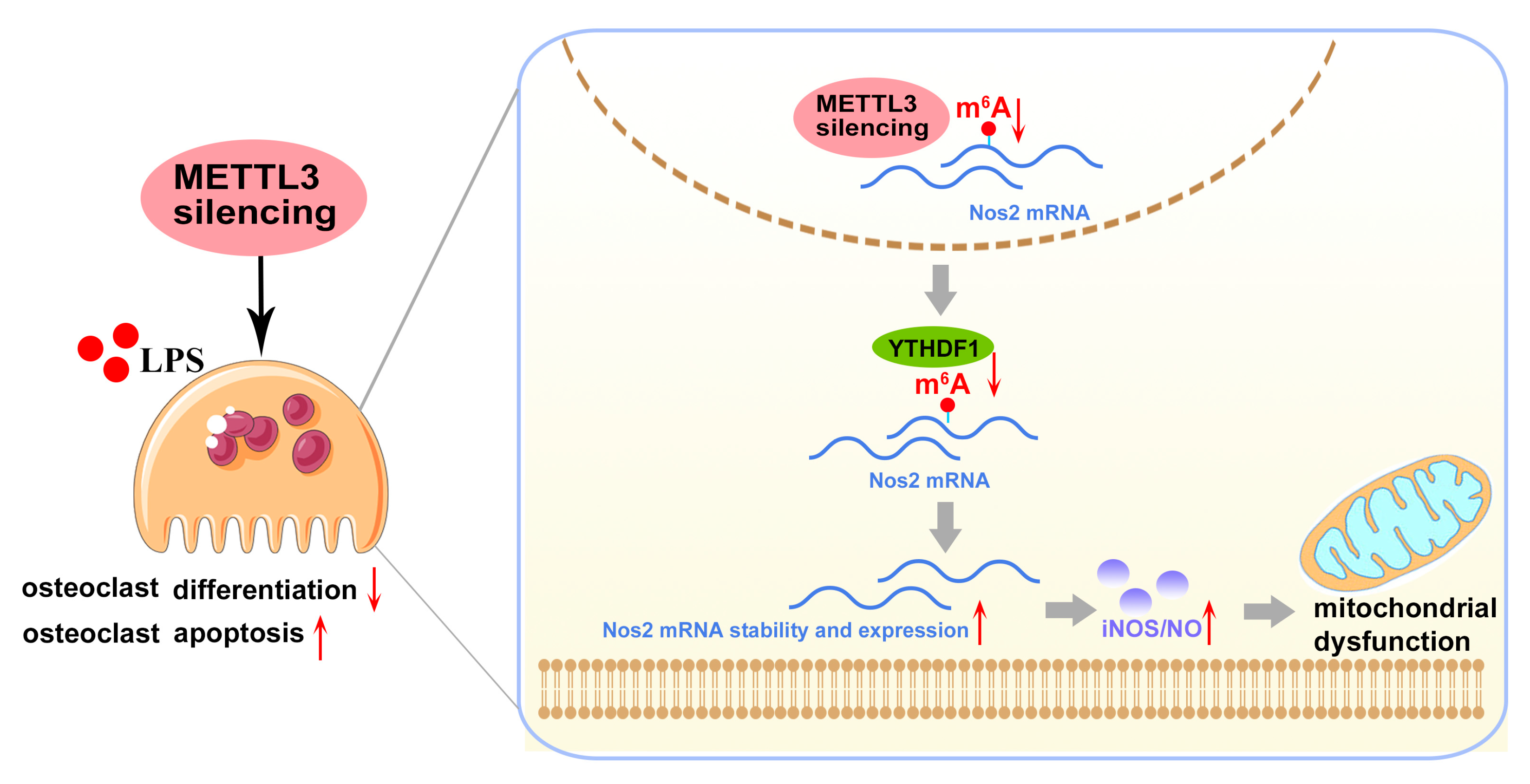 Ijms 24 01403 g008 Ijms 24 01403 g008