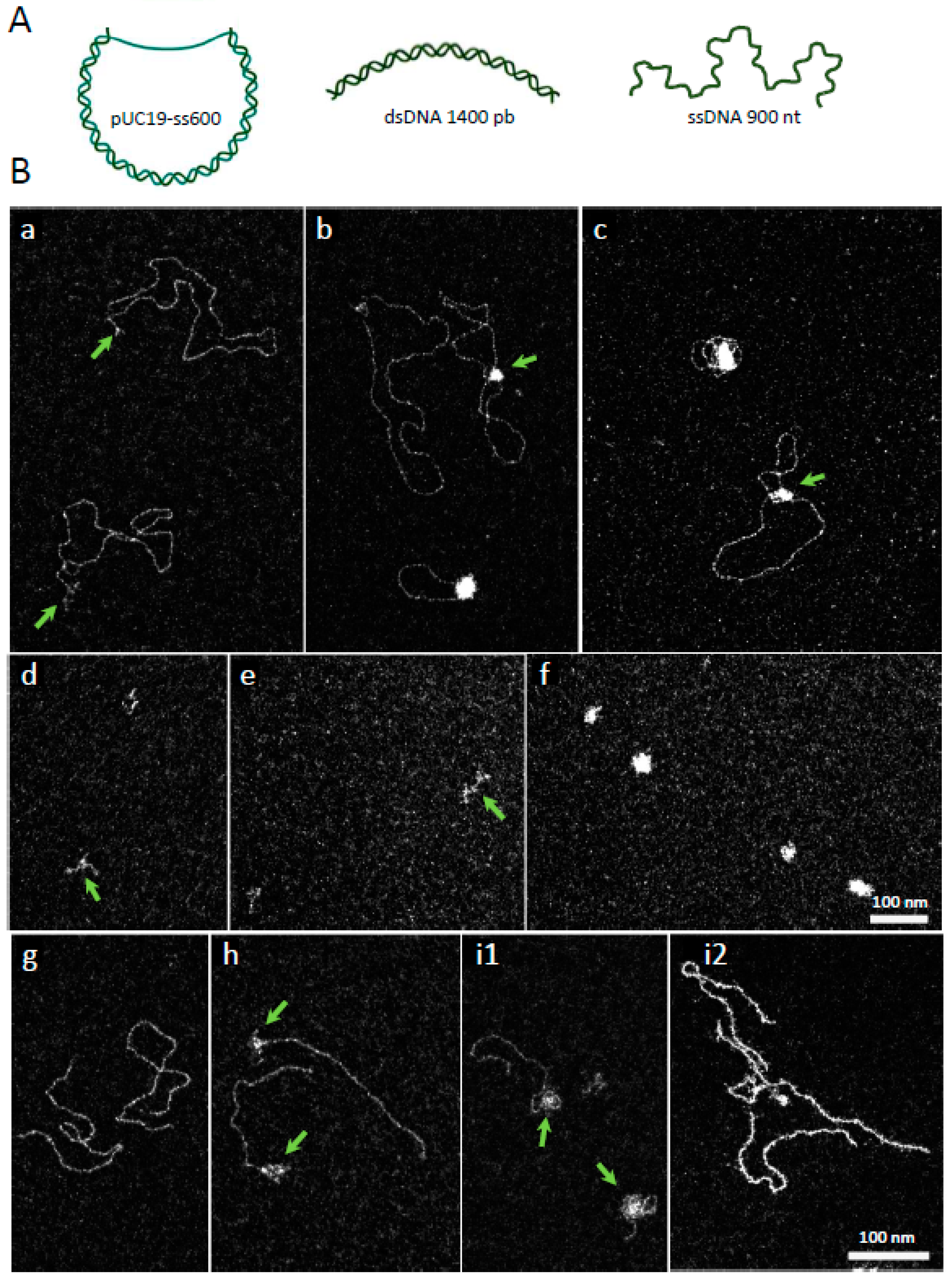 Ijms 24 01427 g002 Ijms 24 01427 g002