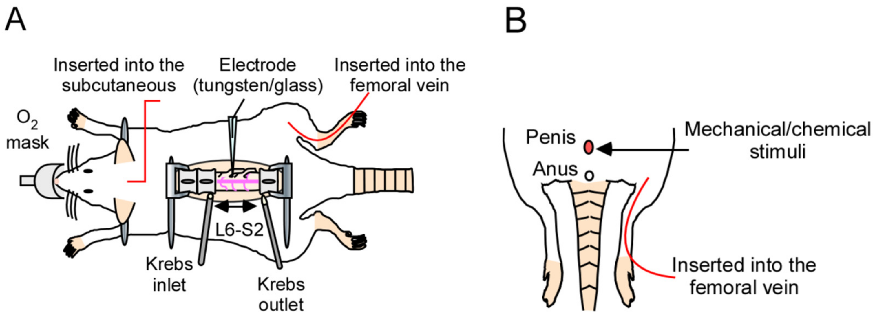 Developing a novel method for the analysis of spinal cord penile