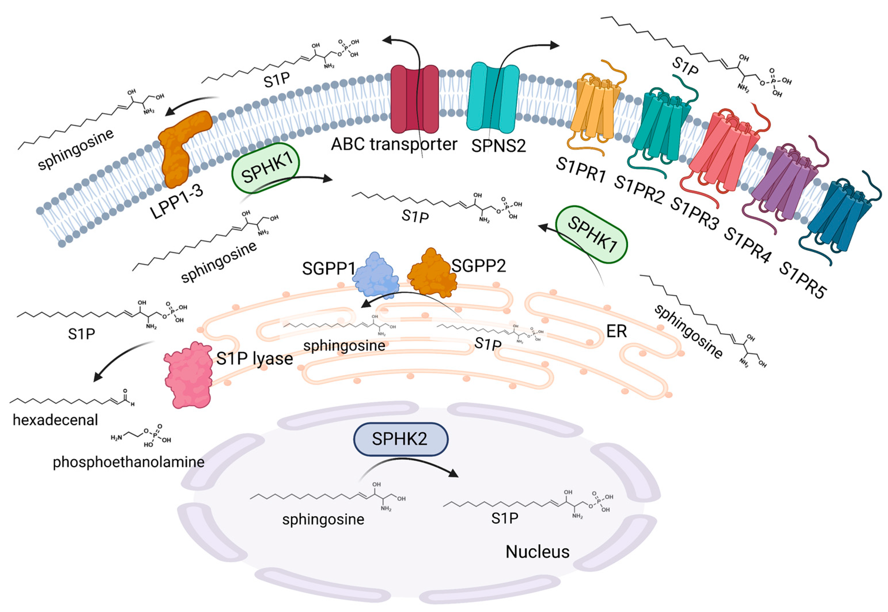 Ijms 24 01456 g003 Ijms 24 01456 g003