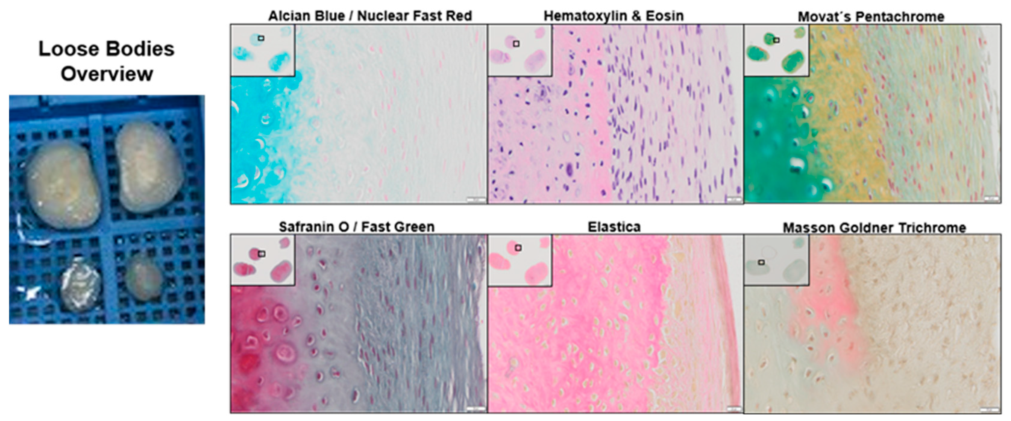 Ijms 24 01484 g001 Ijms 24 01484 g001