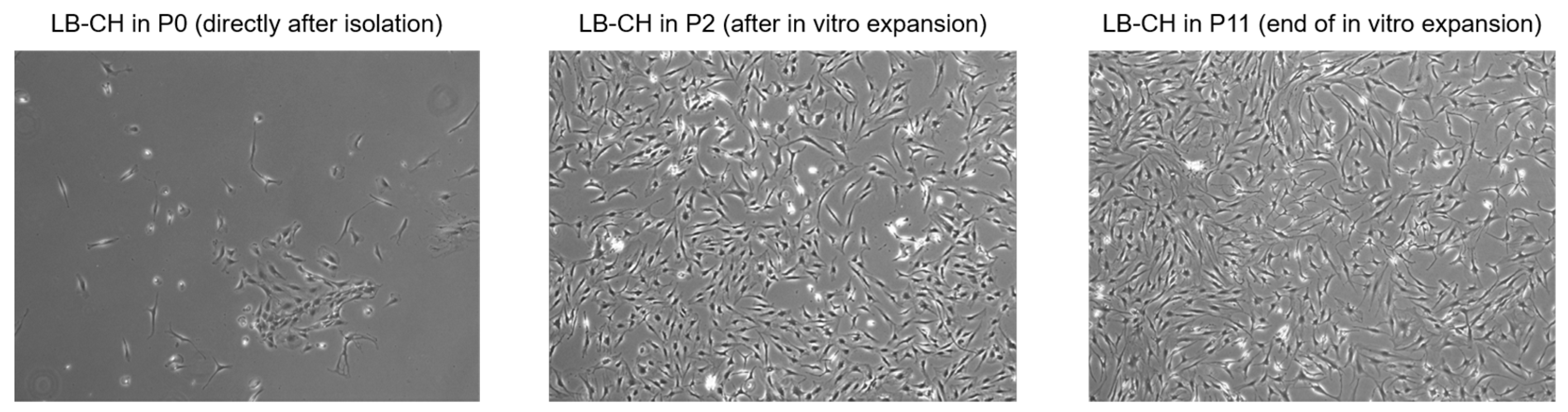 Ijms 24 01484 g0a2 Ijms 24 01484 g0a2