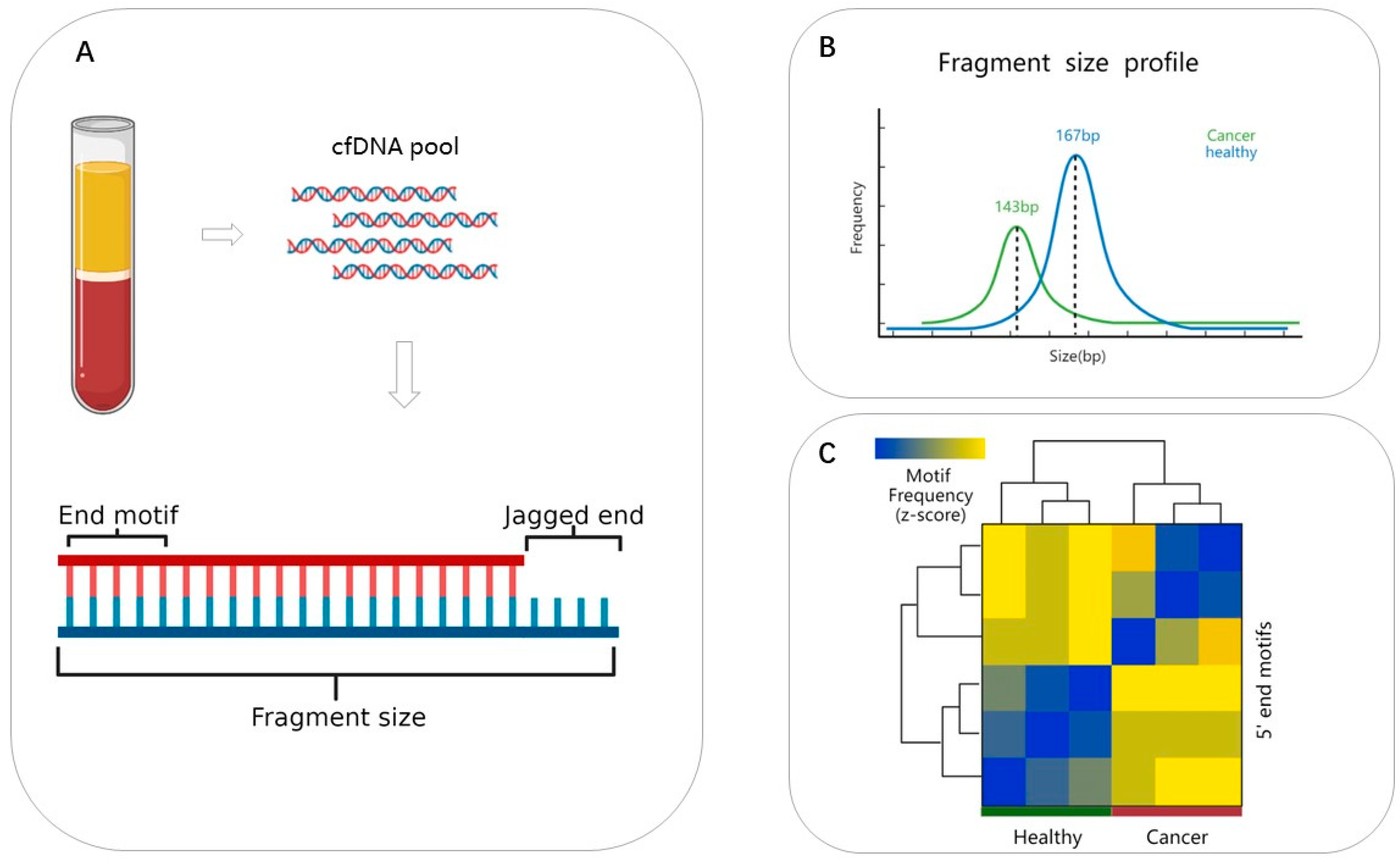 IJMS Free FullText CellFree DNA Fragmentomics The Novel