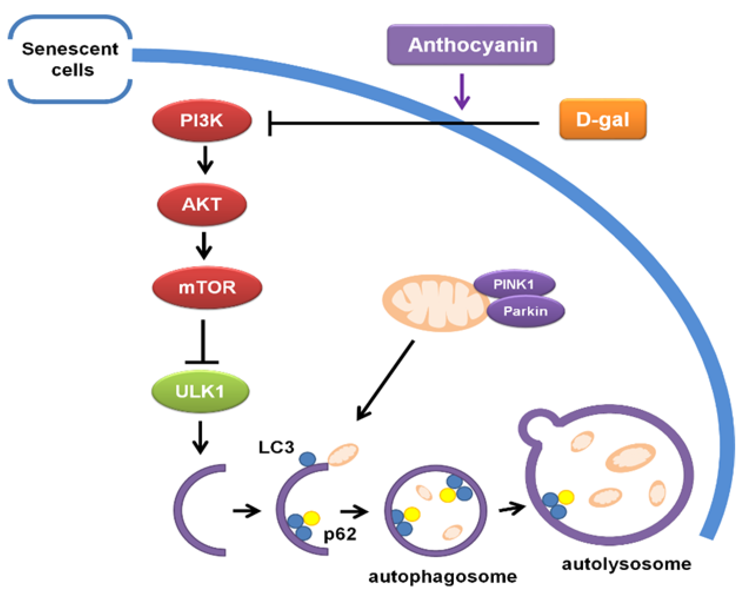 Ijms 24 01528 g010 Ijms 24 01528 g010