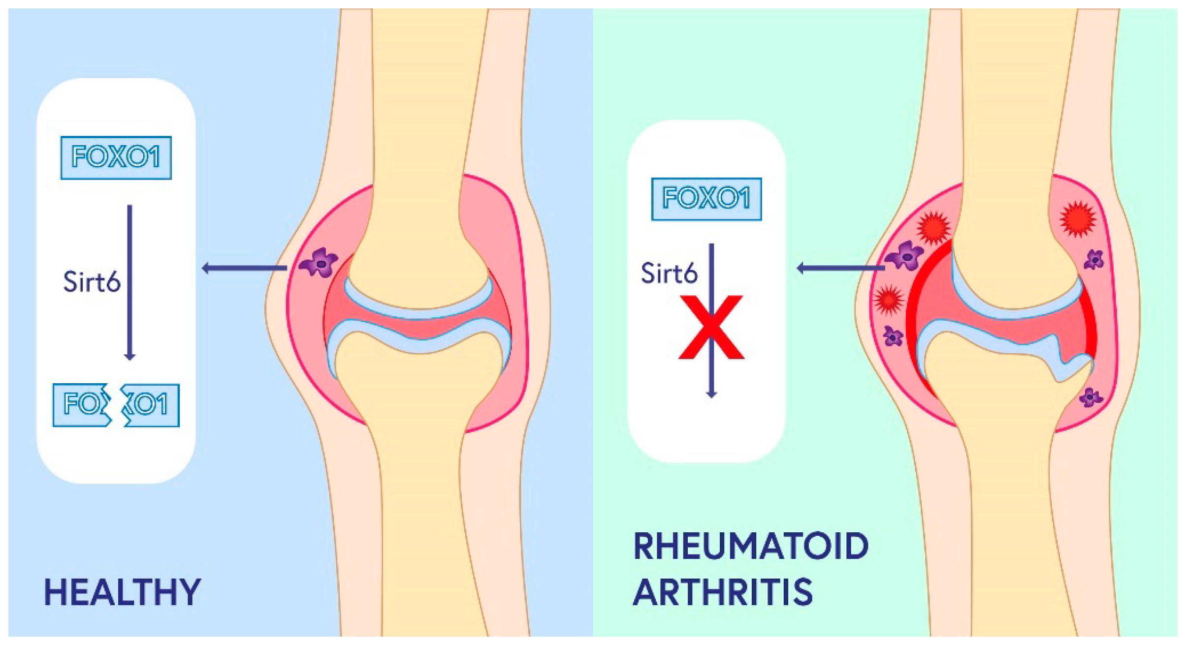 Ijms 24 01532 g002 Ijms 24 01532 g002