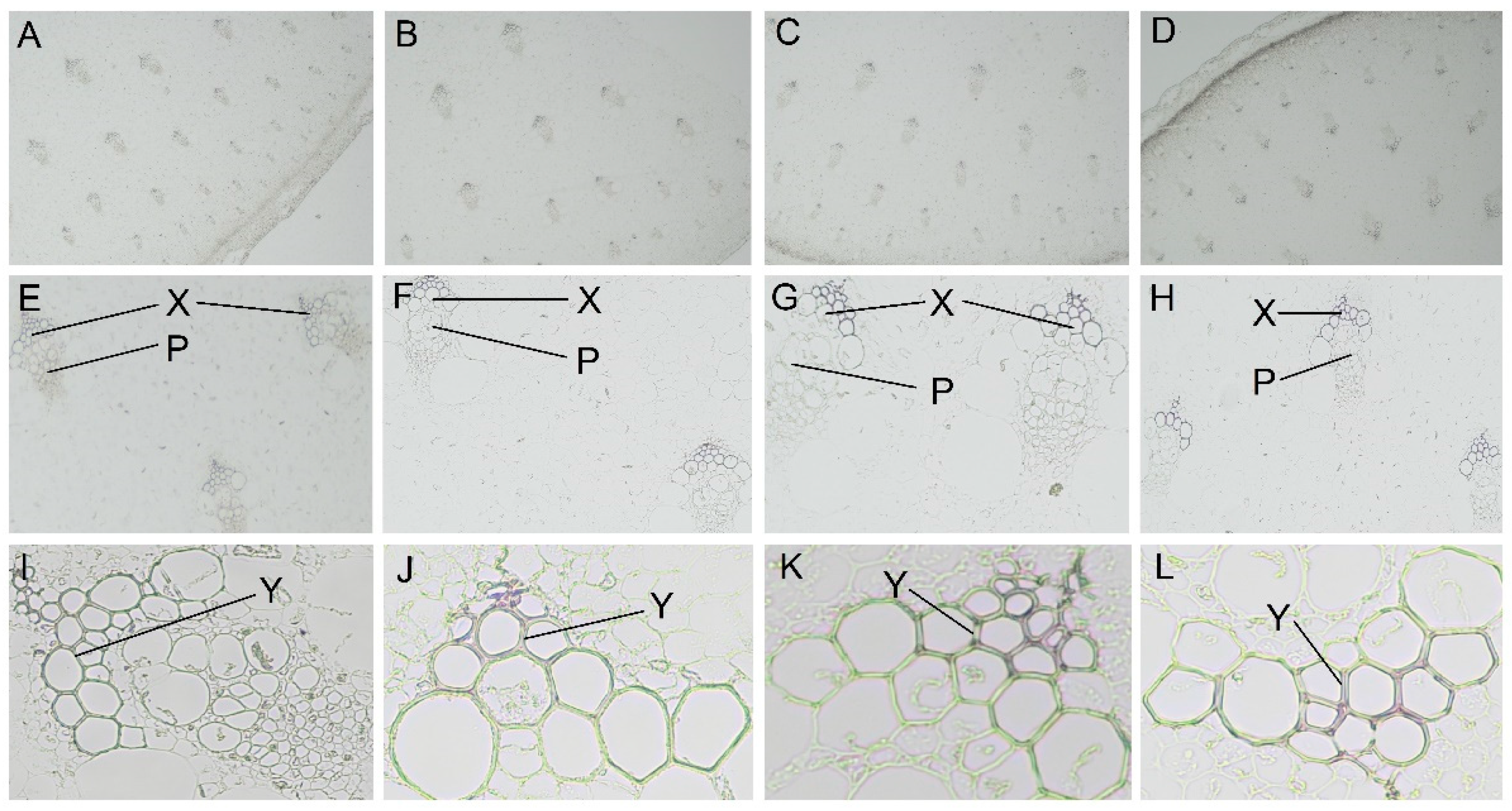 Ijms 24 01539 g002 Ijms 24 01539 g002
