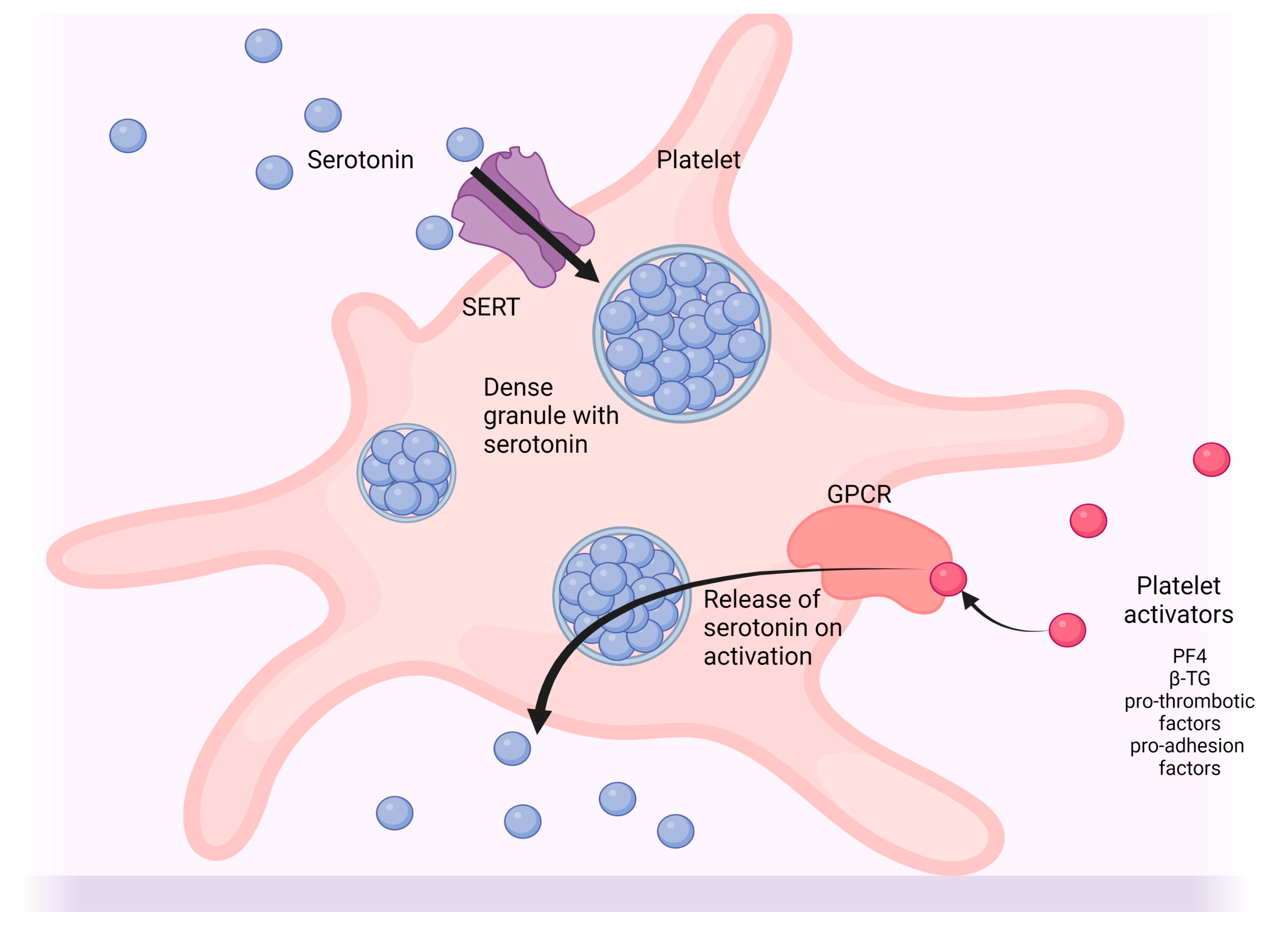 A Dialogue between the Immune System and Brain, Spoken in the Language of  Serotonin