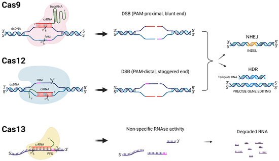 IJMS Free Full Text A CRISPR Cas Cure For HIV AIDS ijms-free-full-text-a-crispr-cas-cure-for-hiv-aids