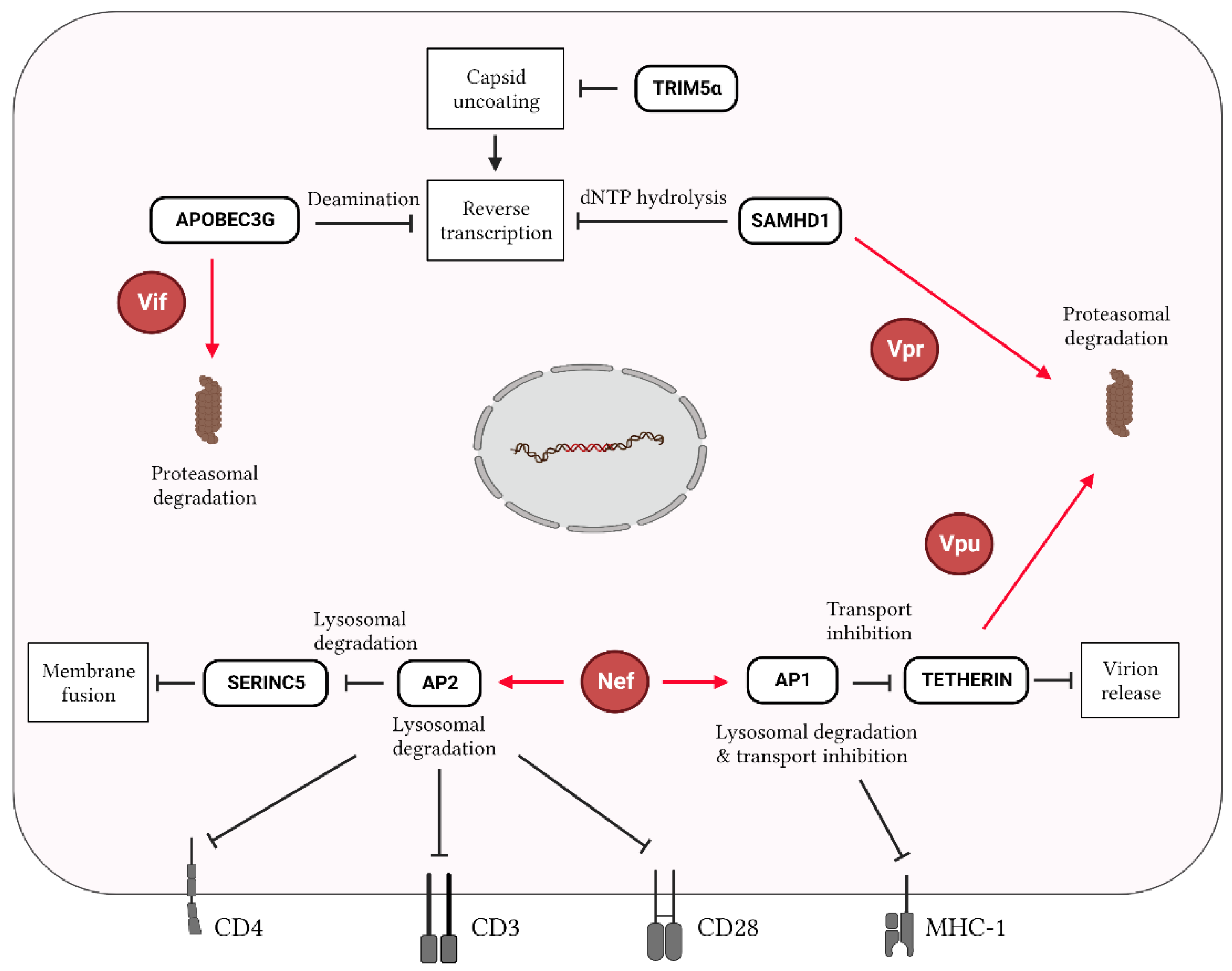 Ijms 24 01563 g003 Ijms 24 01563 g003