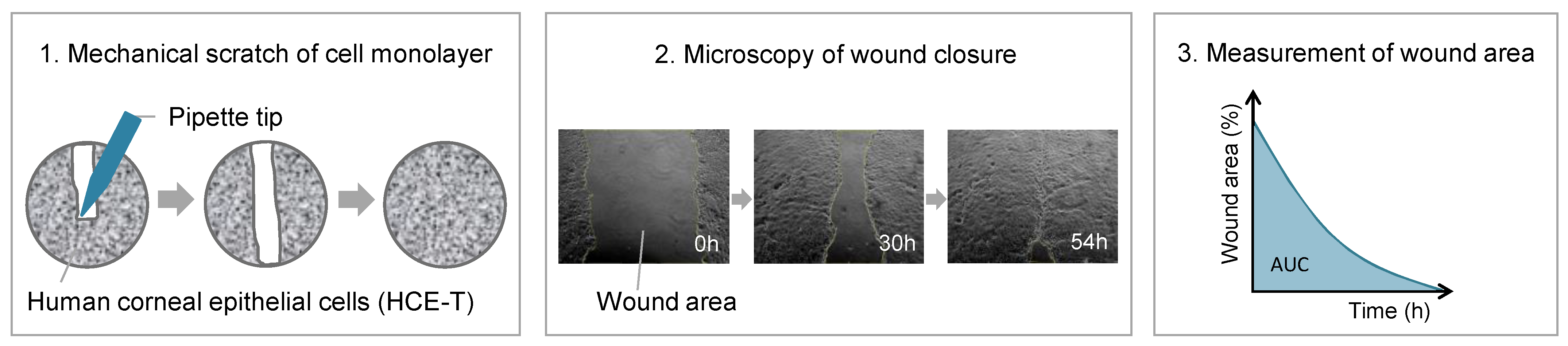 Ijms 24 01567 g012 Ijms 24 01567 g012