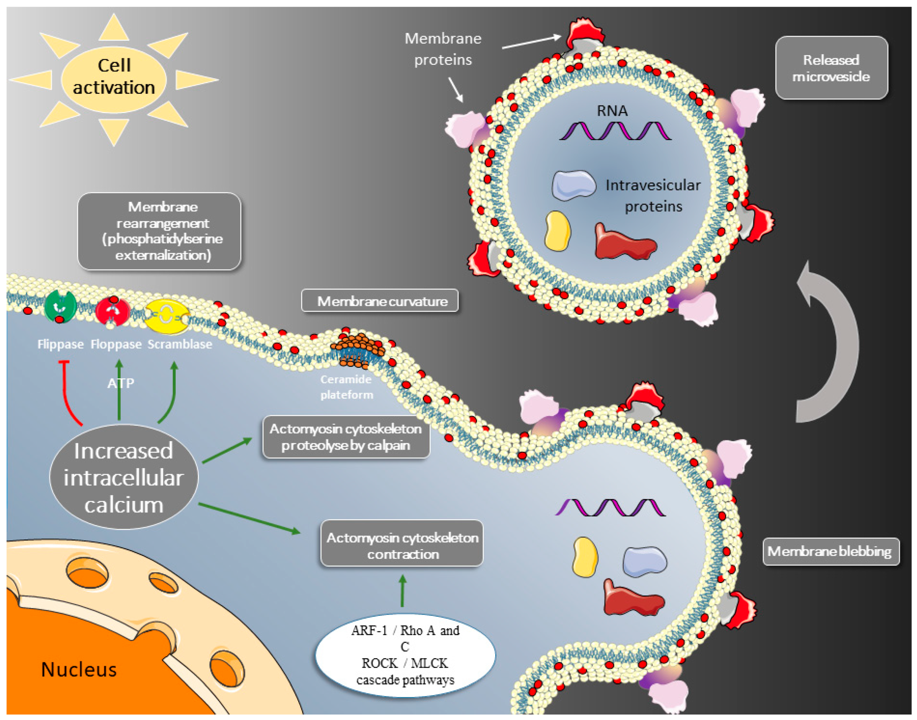 Ijms 24 01571 g001 Ijms 24 01571 g001