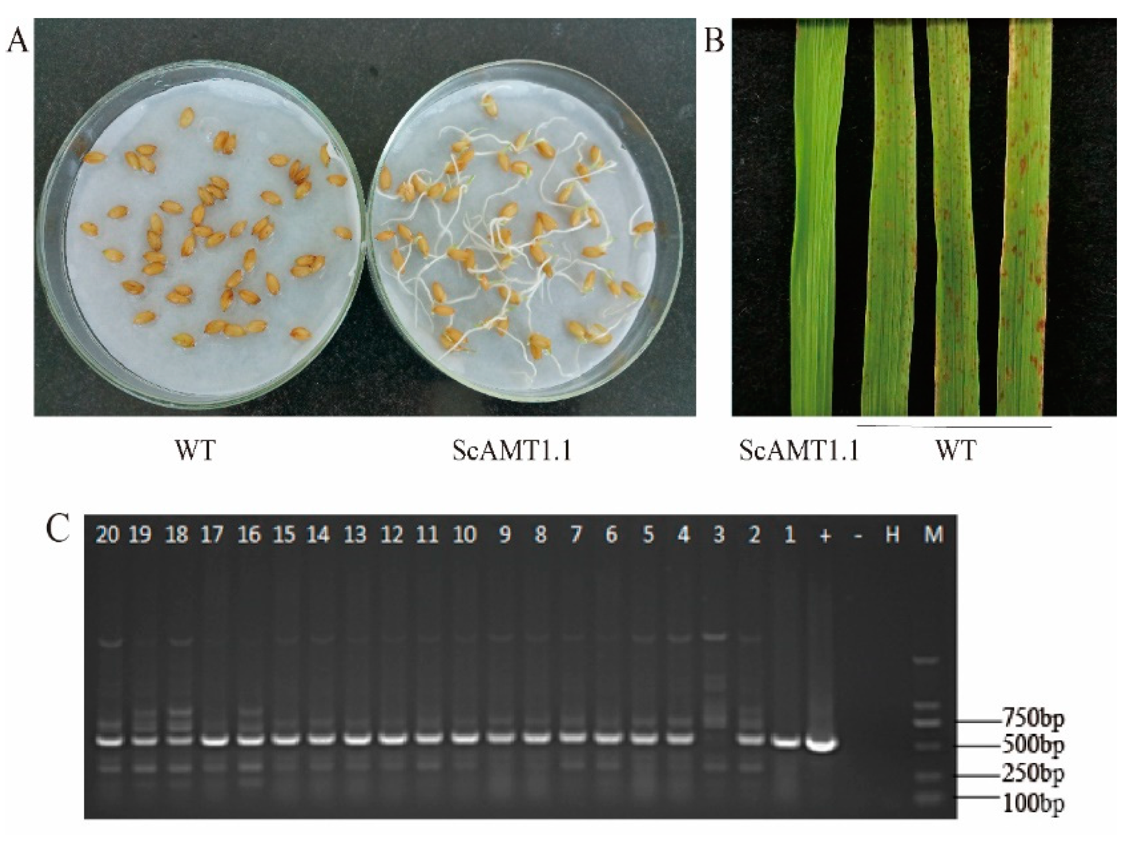 Ijms 24 01595 g005 Ijms 24 01595 g005