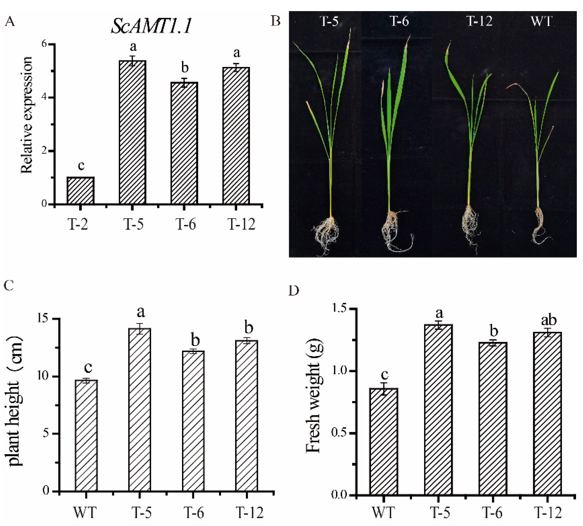 Ijms 24 01595 g006 Ijms 24 01595 g006