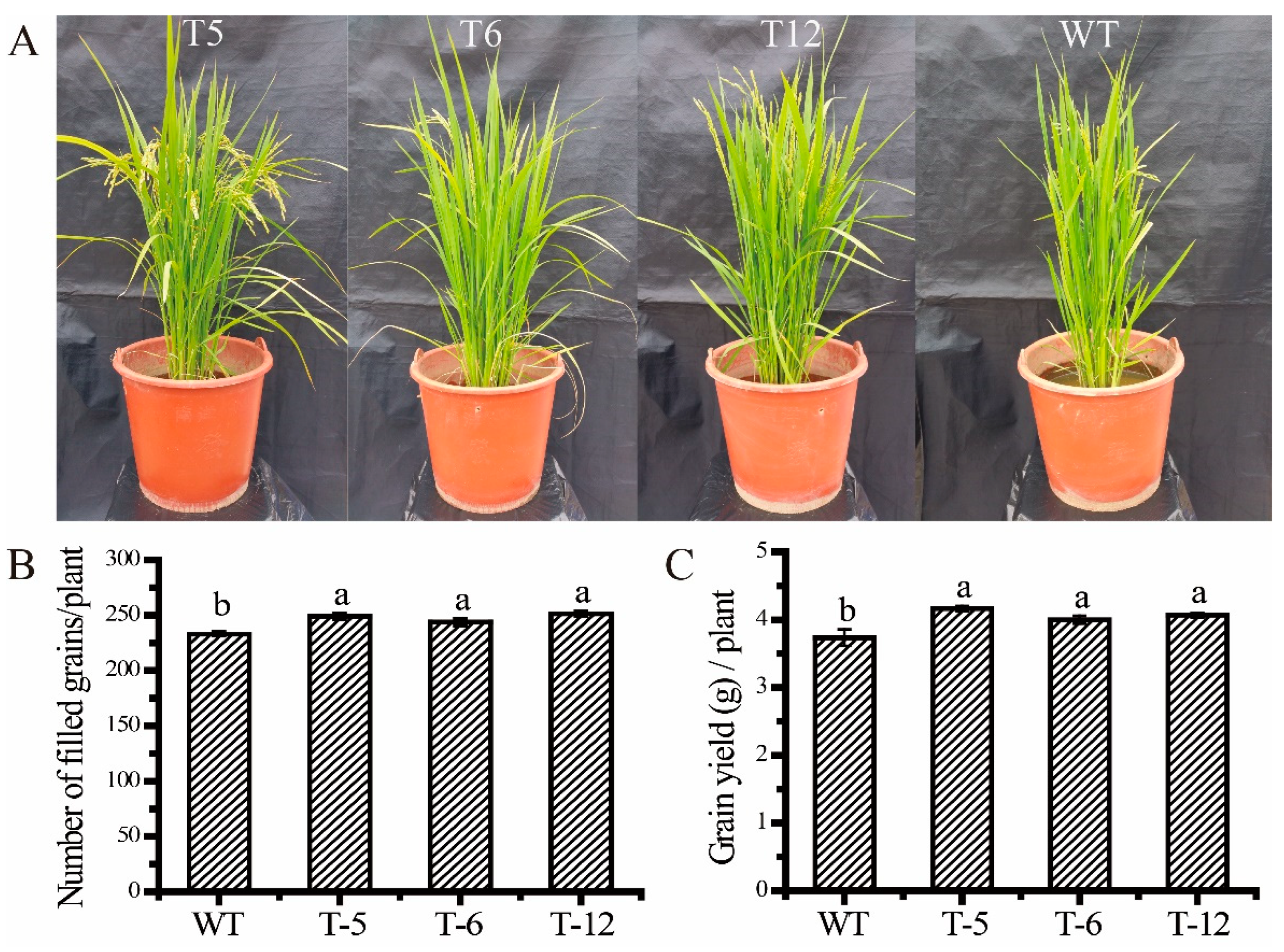 Ijms 24 01595 g008 Ijms 24 01595 g008