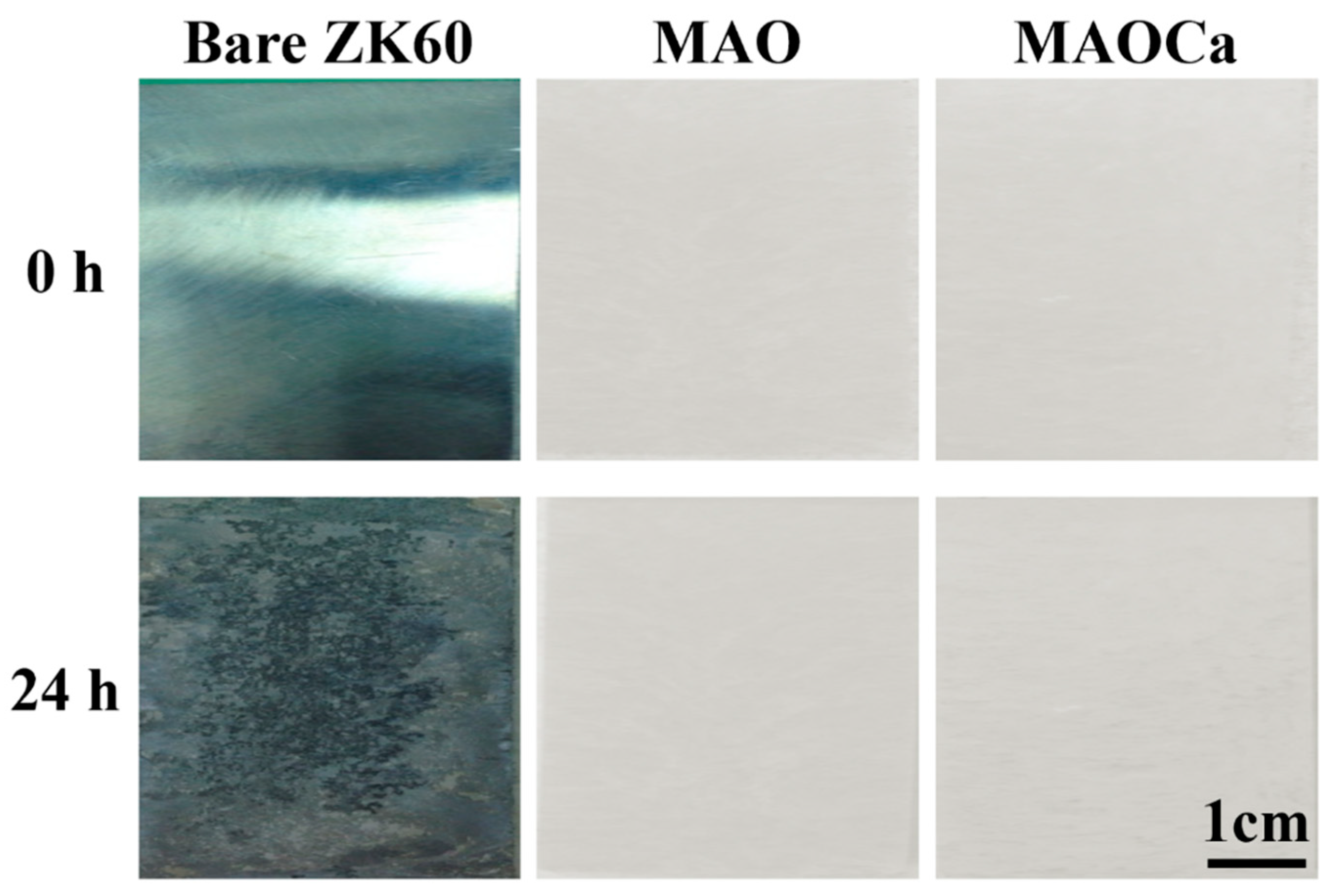 Ijms 24 01602 g006 Ijms 24 01602 g006