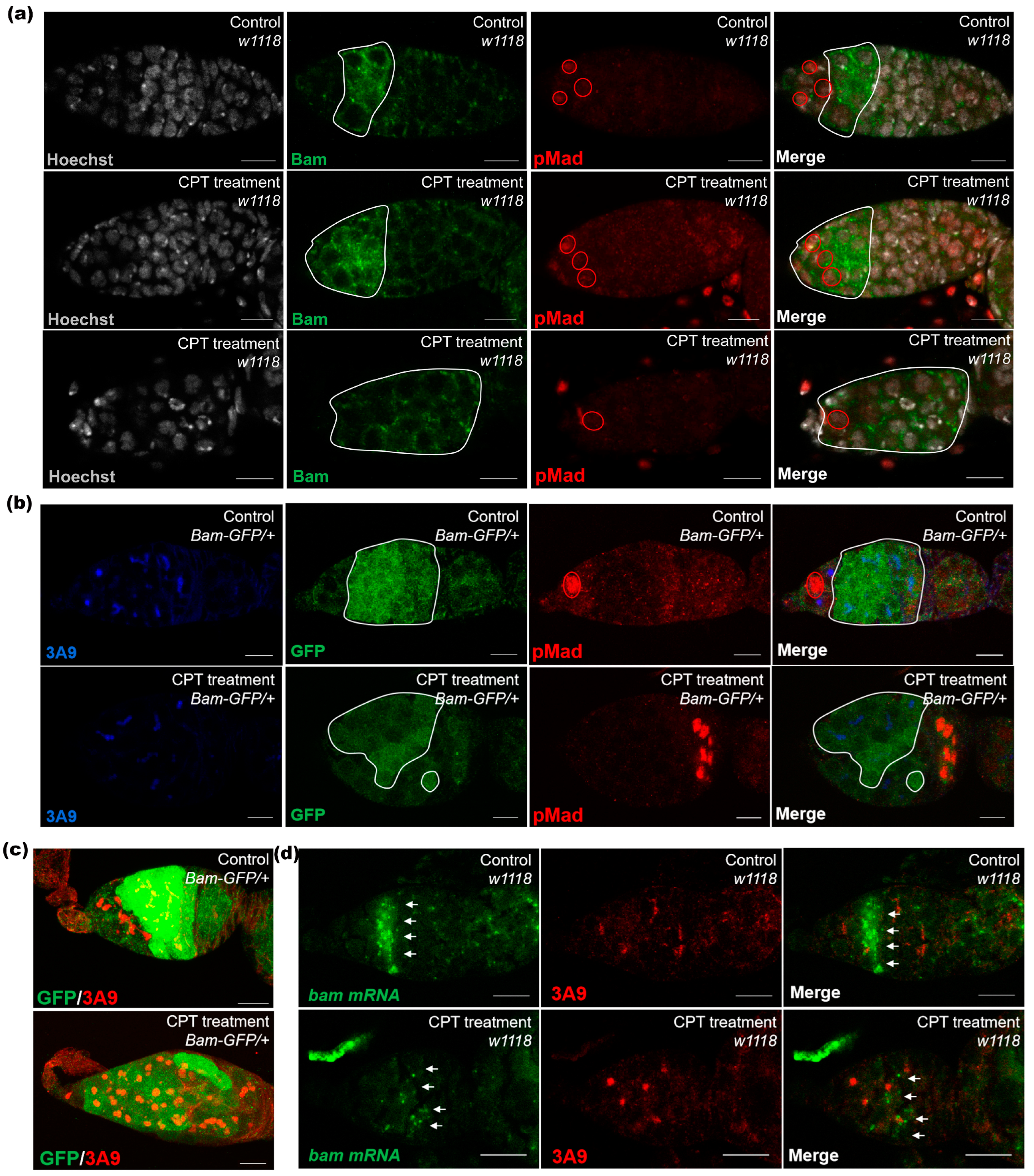 Ijms 24 01617 g003 Ijms 24 01617 g003