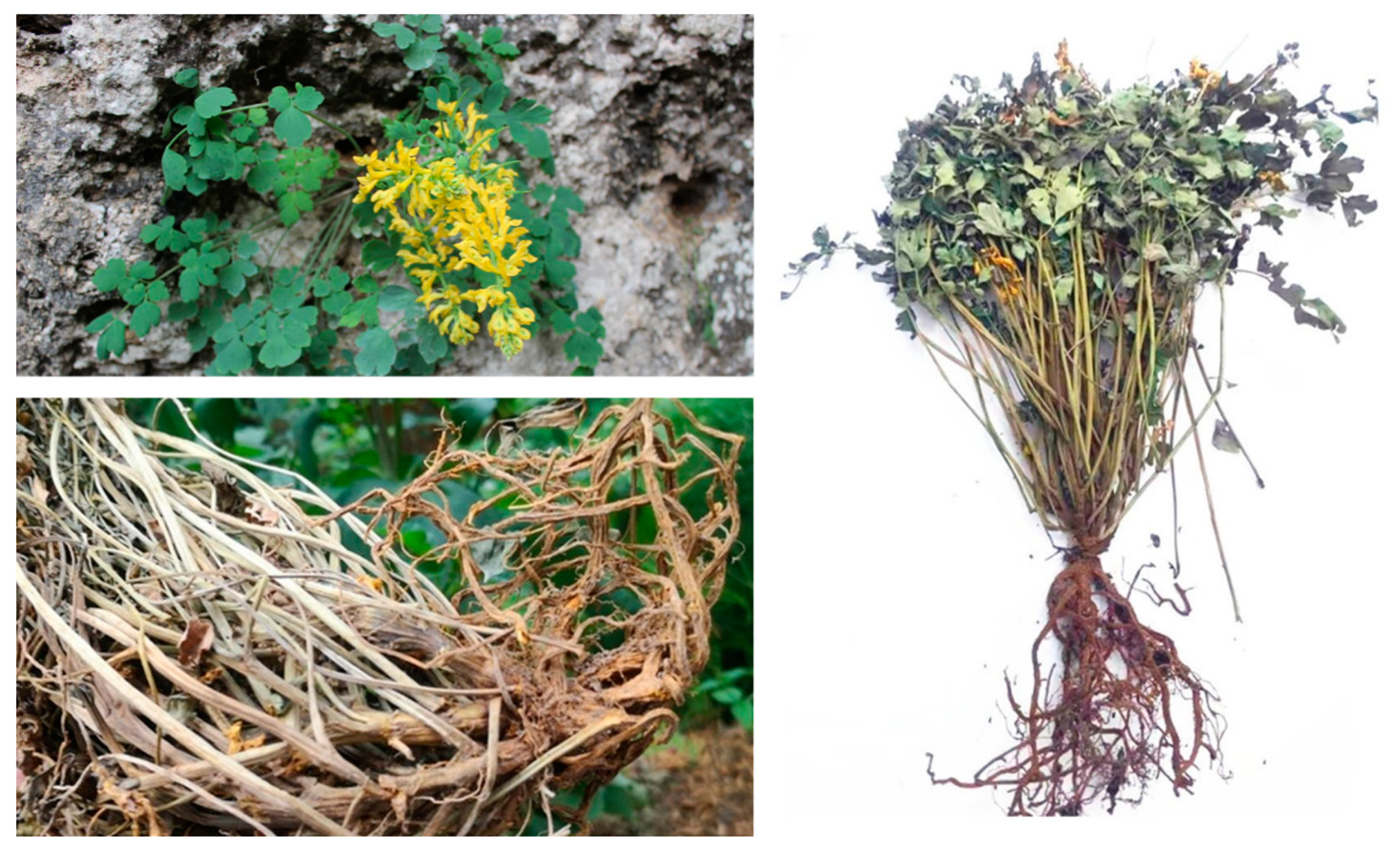 Corydalis saxicola Bunting: A Review of Its Traditional Uses