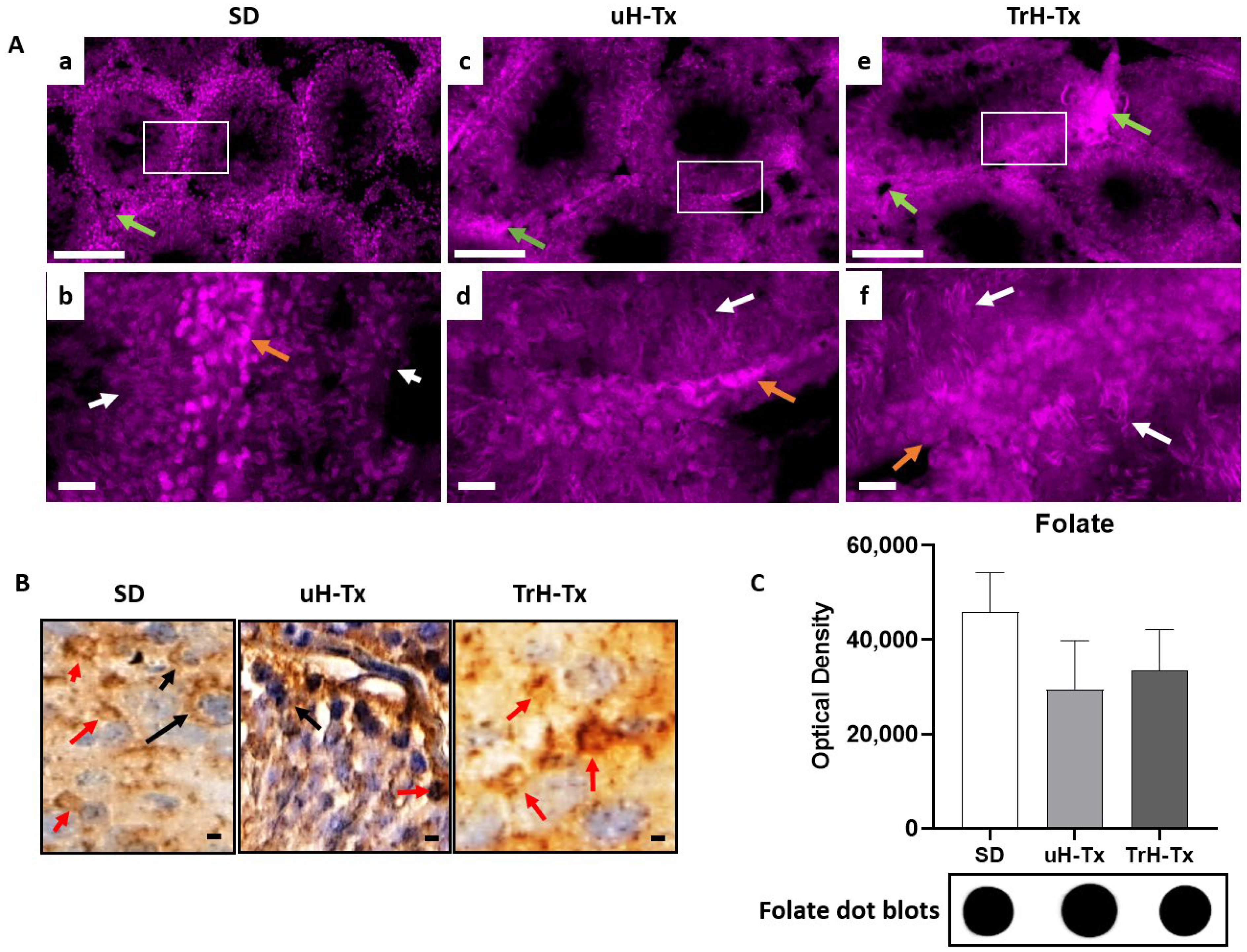 Ijms 24 01638 g004 Ijms 24 01638 g004