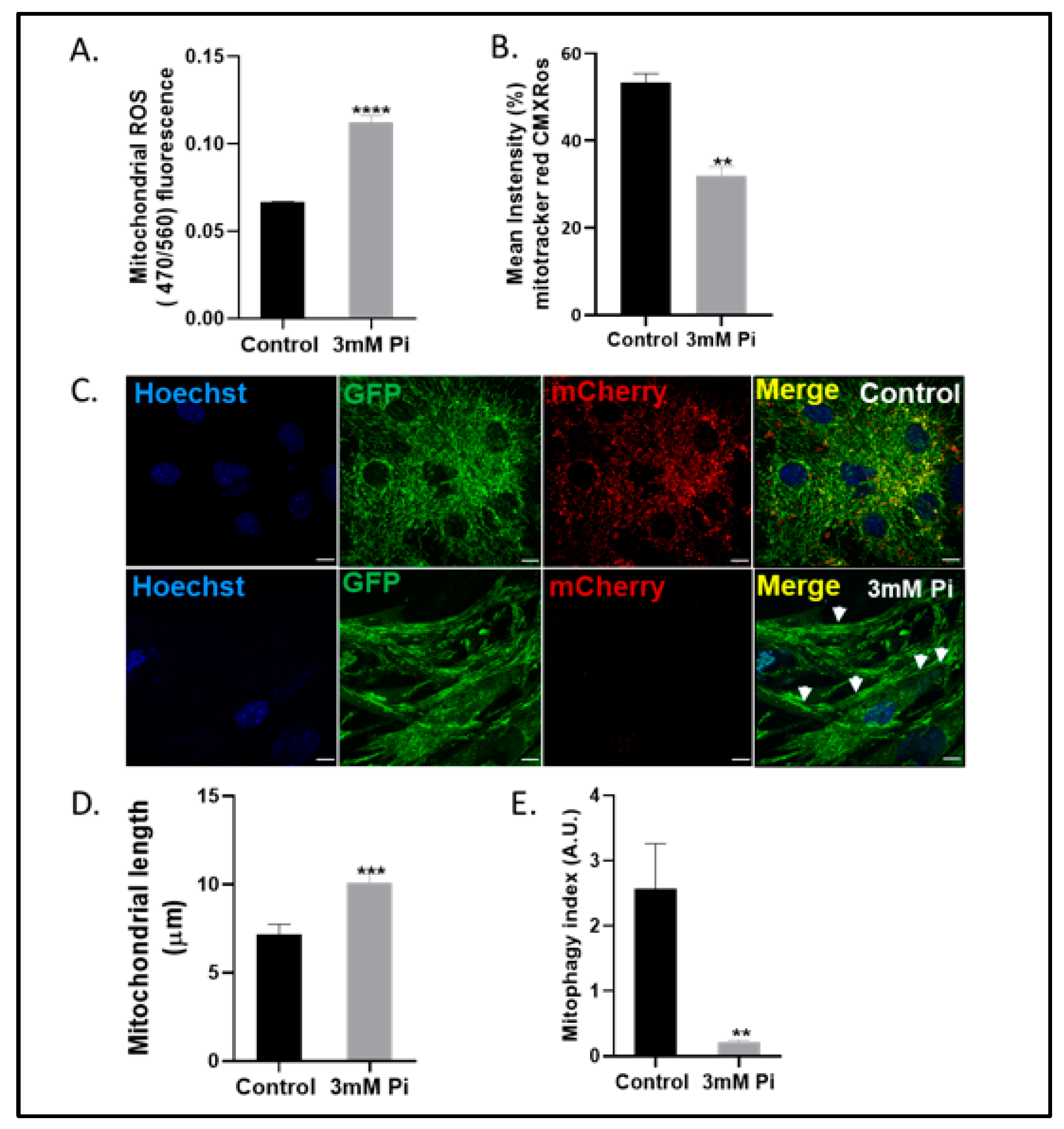 Ijms 24 01643 g002 Ijms 24 01643 g002