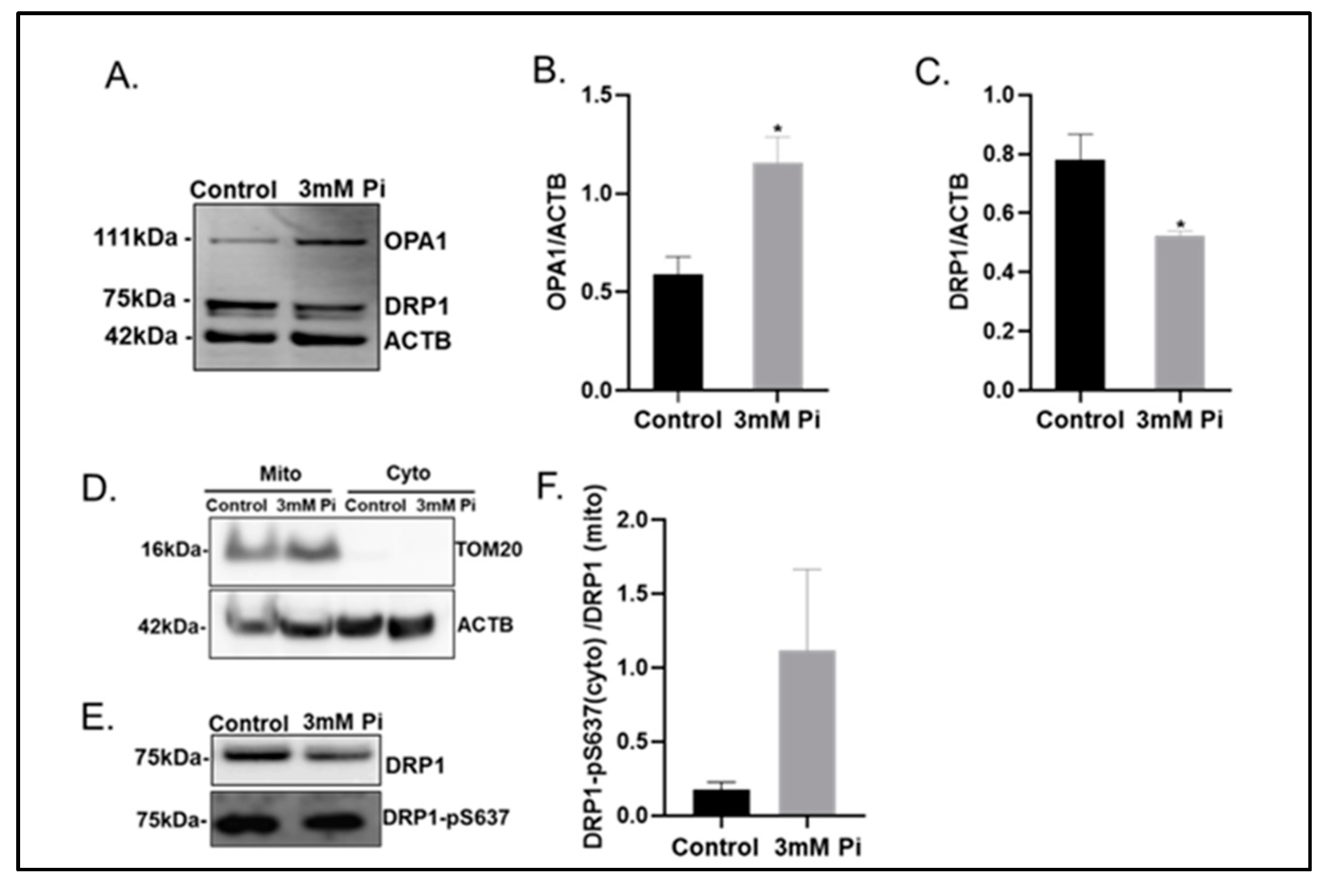 Ijms 24 01643 g003 Ijms 24 01643 g003